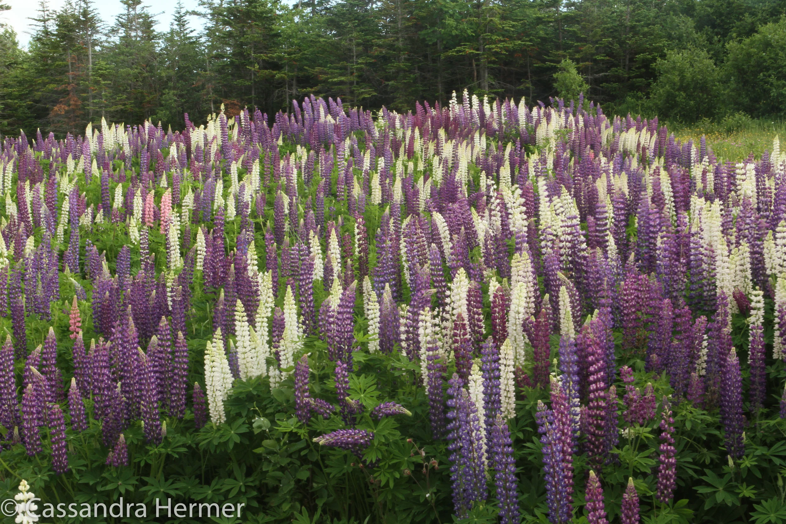 These beautiful flowers are seen all over Newfoundland. Side of roads mostly. 