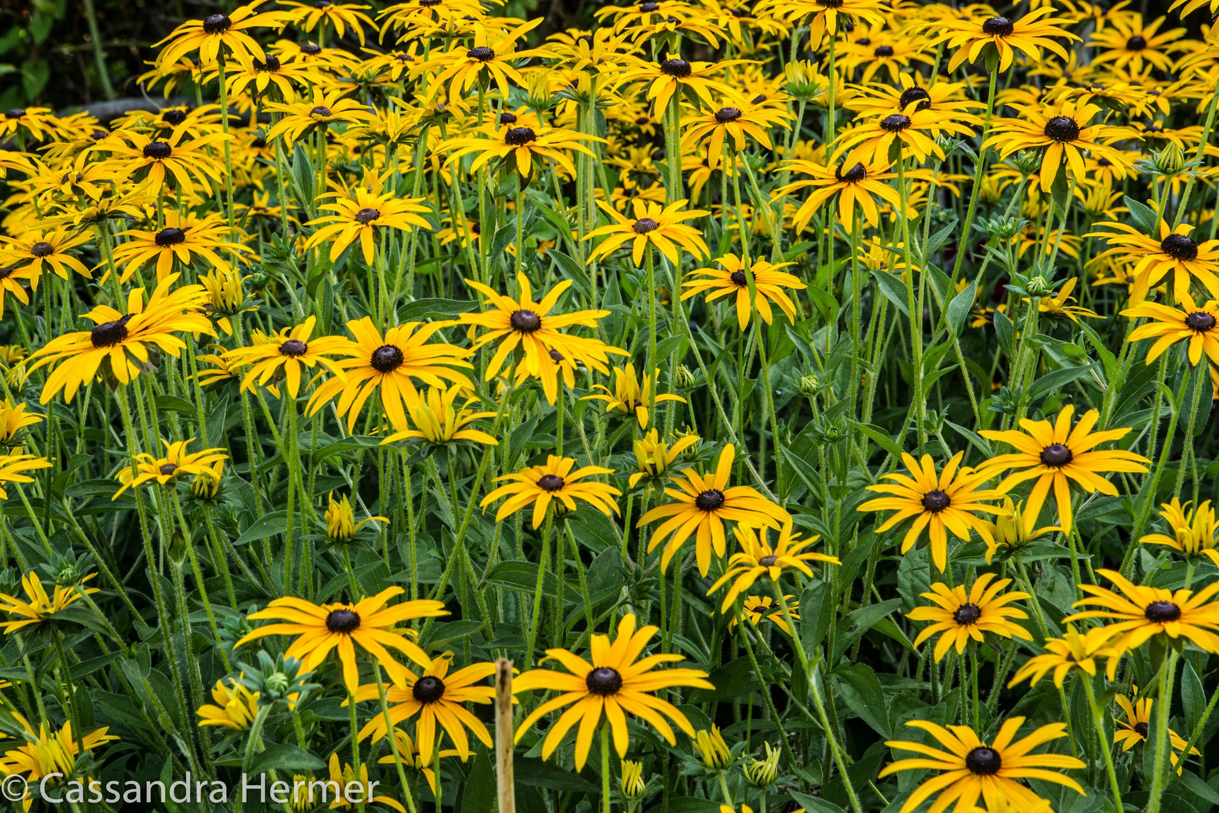  A field of wild flowers growing in Newfoundland 