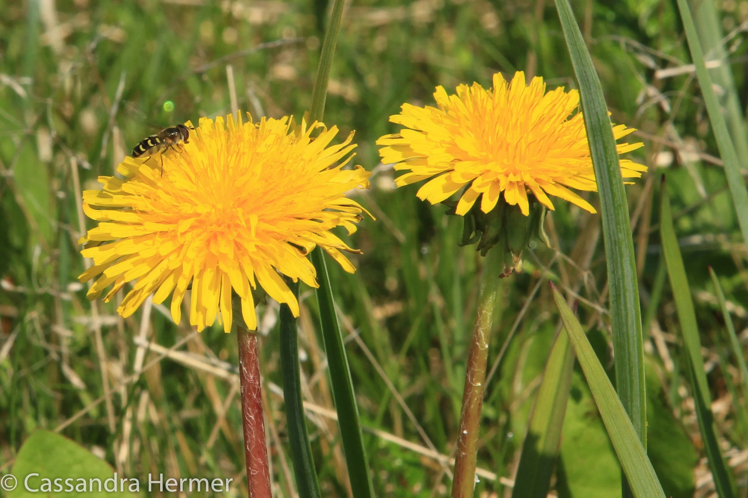  Dandelions &nbsp;grow all over Newfoundland. There are hills after hills full of yellow. I never thought dandelions were beautiful until I saw them in Canada. 