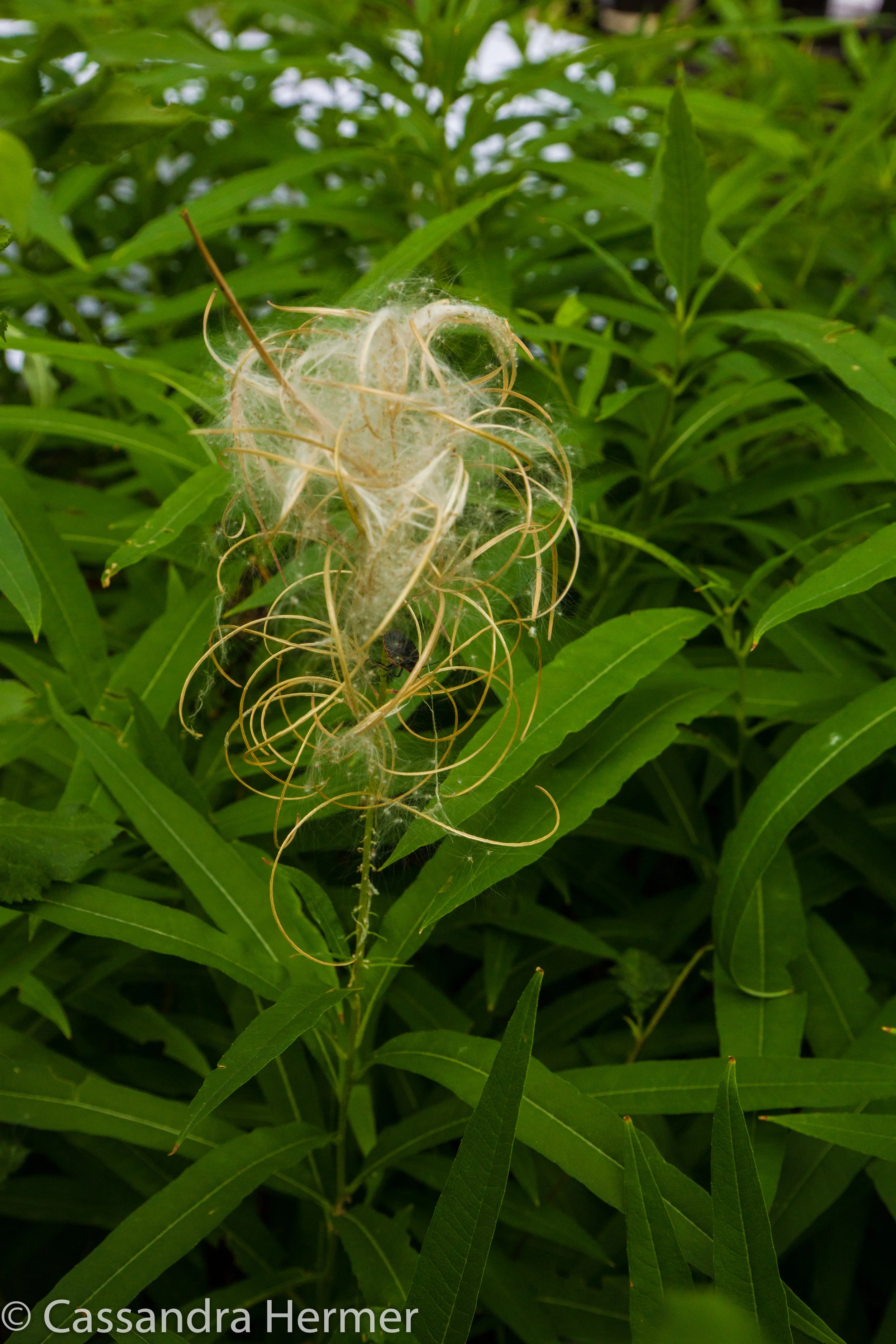 Odd shape weed or something. 