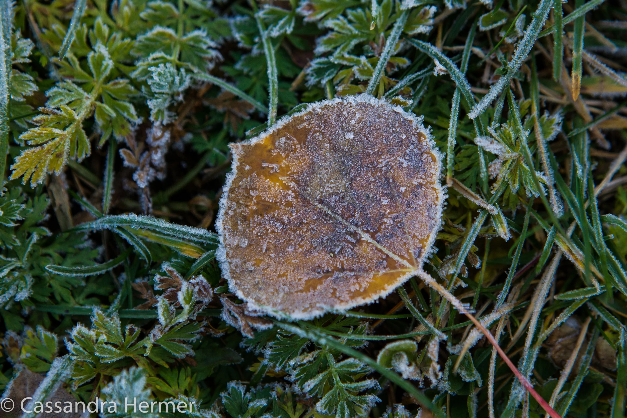  Frost on a leaf in the Grand Tetons 