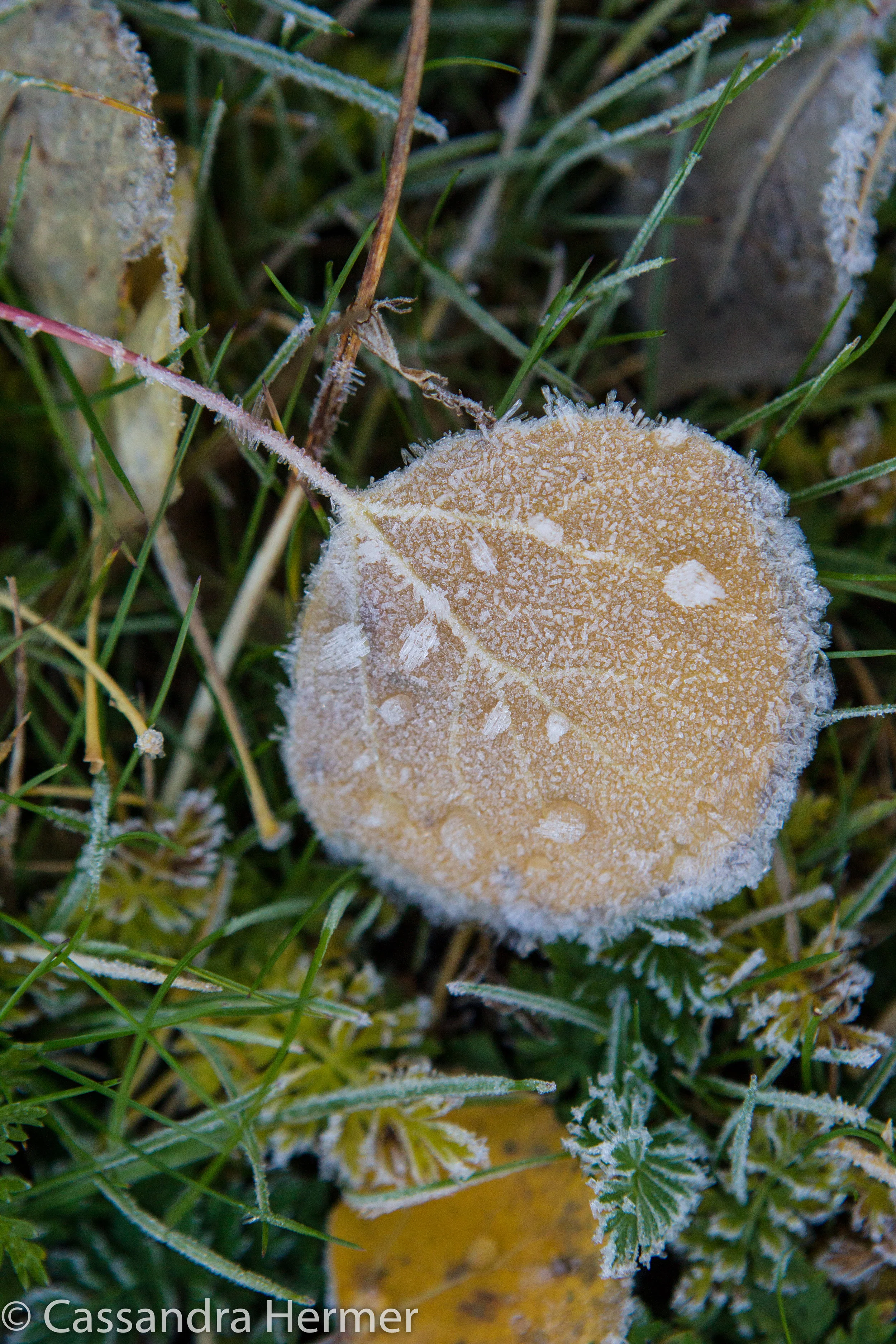  Grand Tetons in the am, frost. 