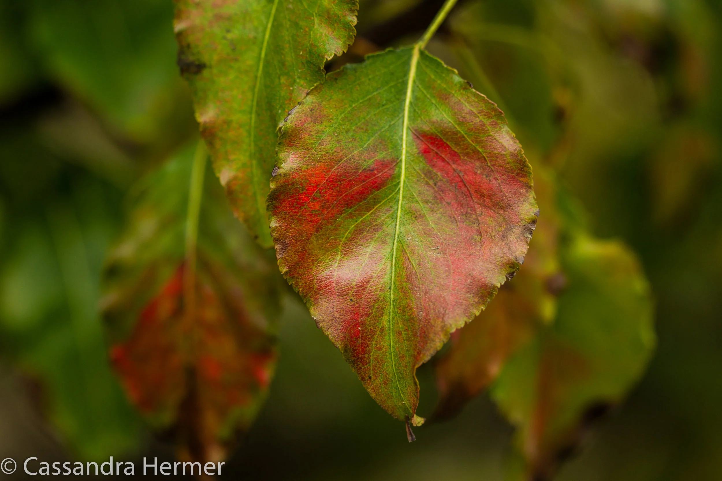  Changing of the colors 