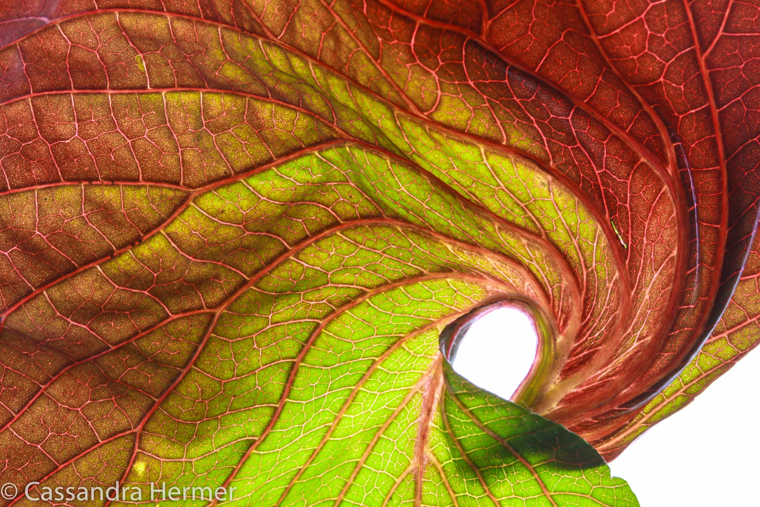  &nbsp;A shape of a leaf, found in &nbsp;Balboa Island,&nbsp;California 