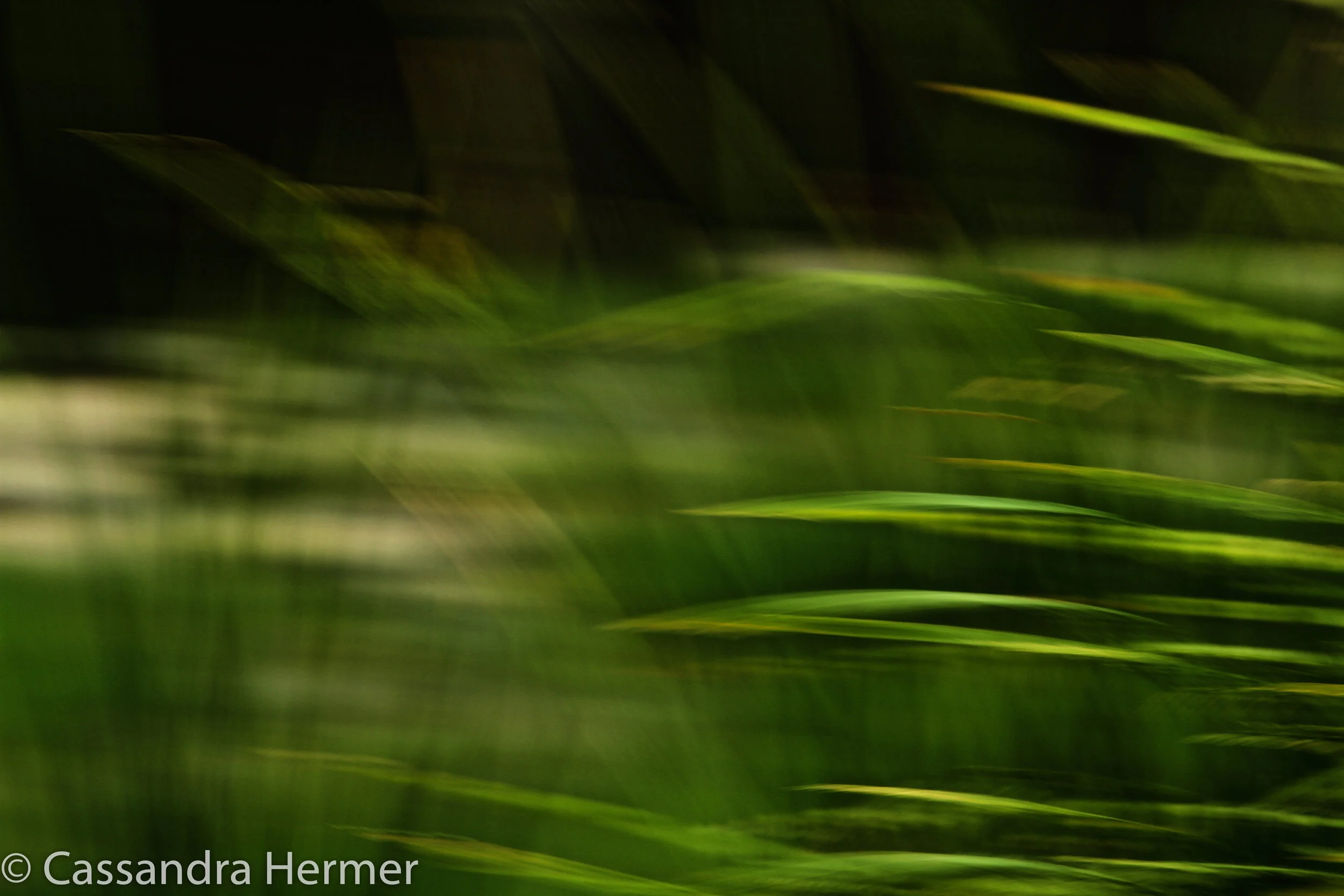  Grass blowing in the wind. 