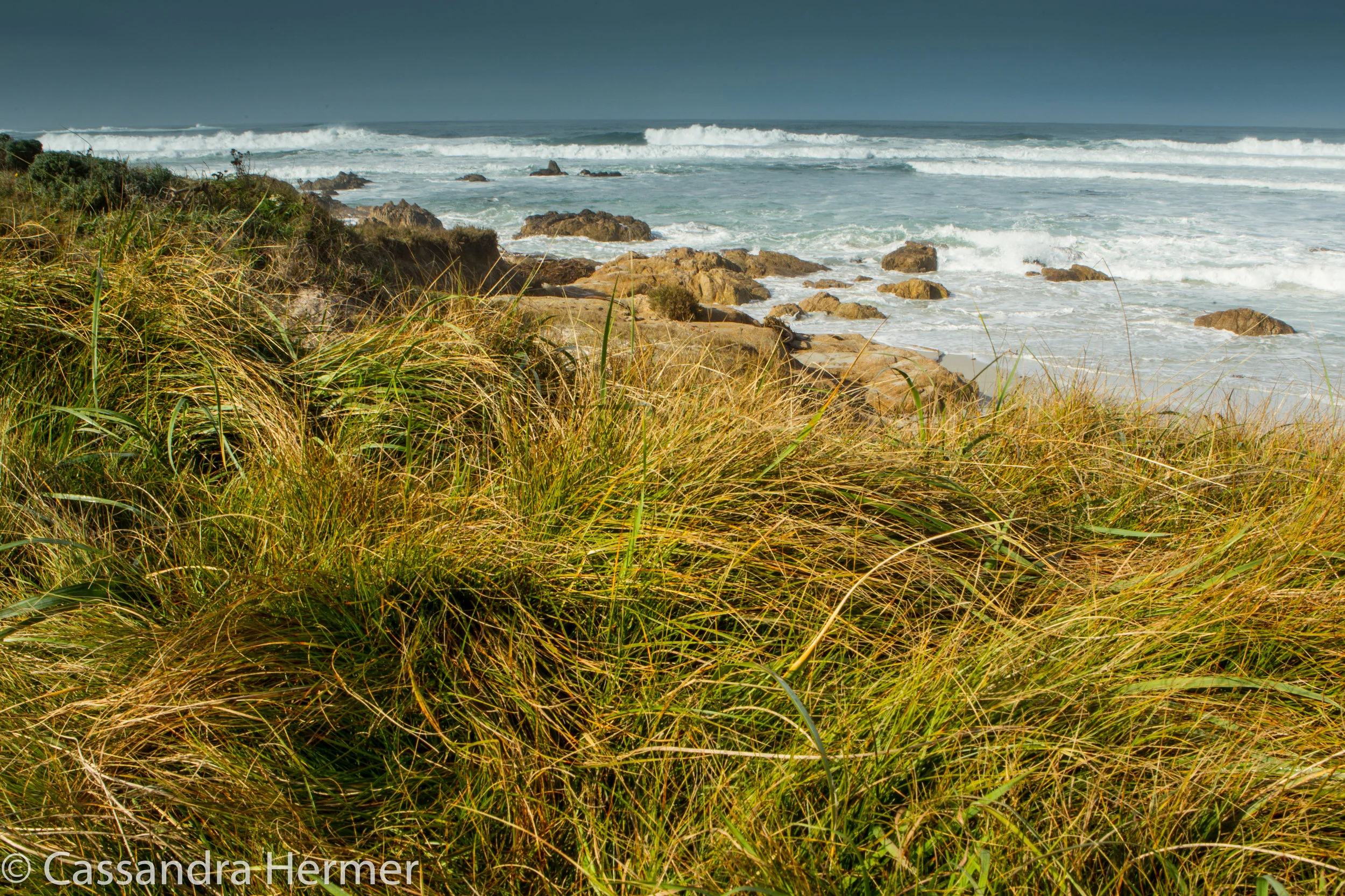  Grass, Monterey, California 
