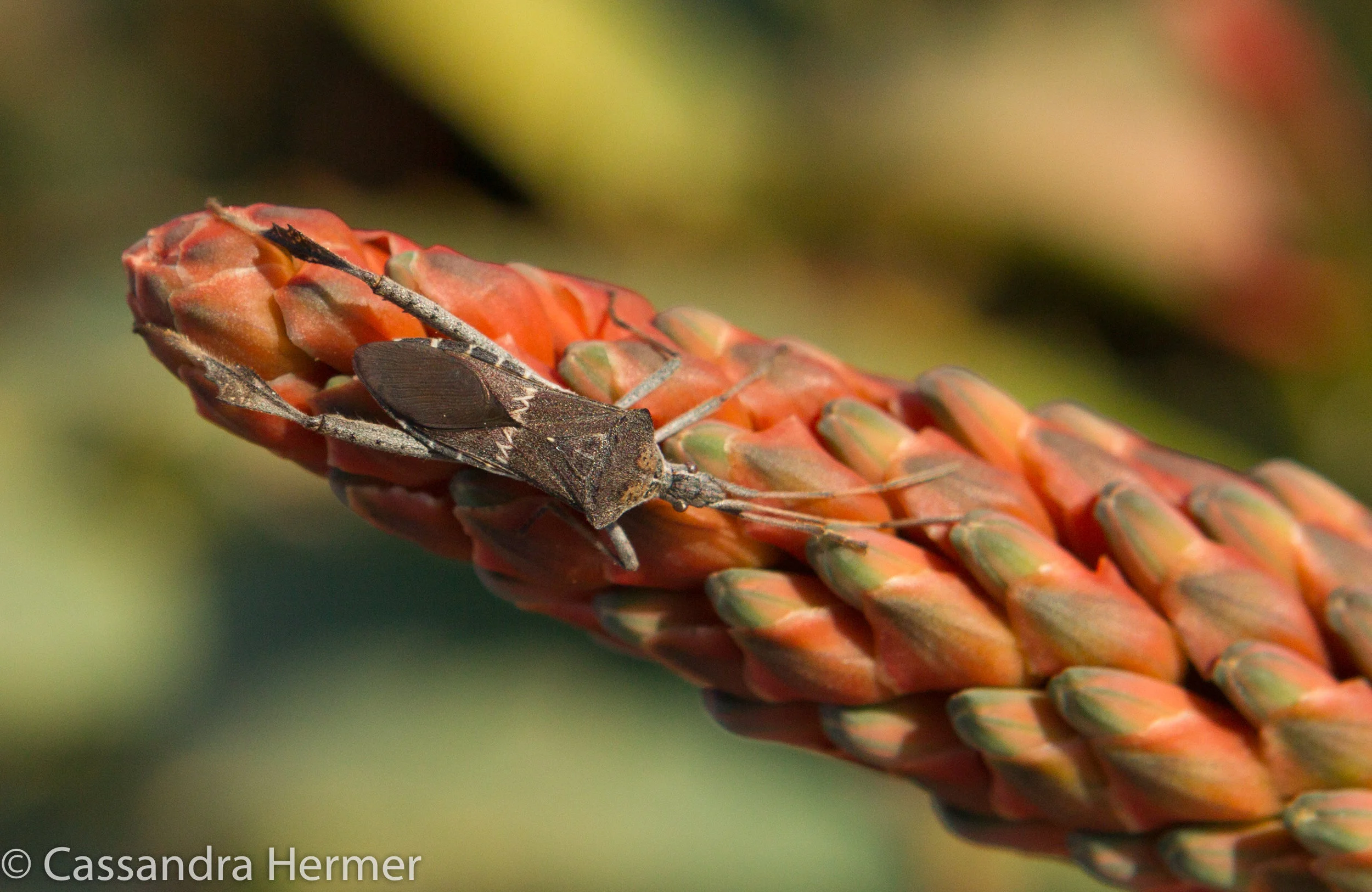  Western Conifer Seed Bug 