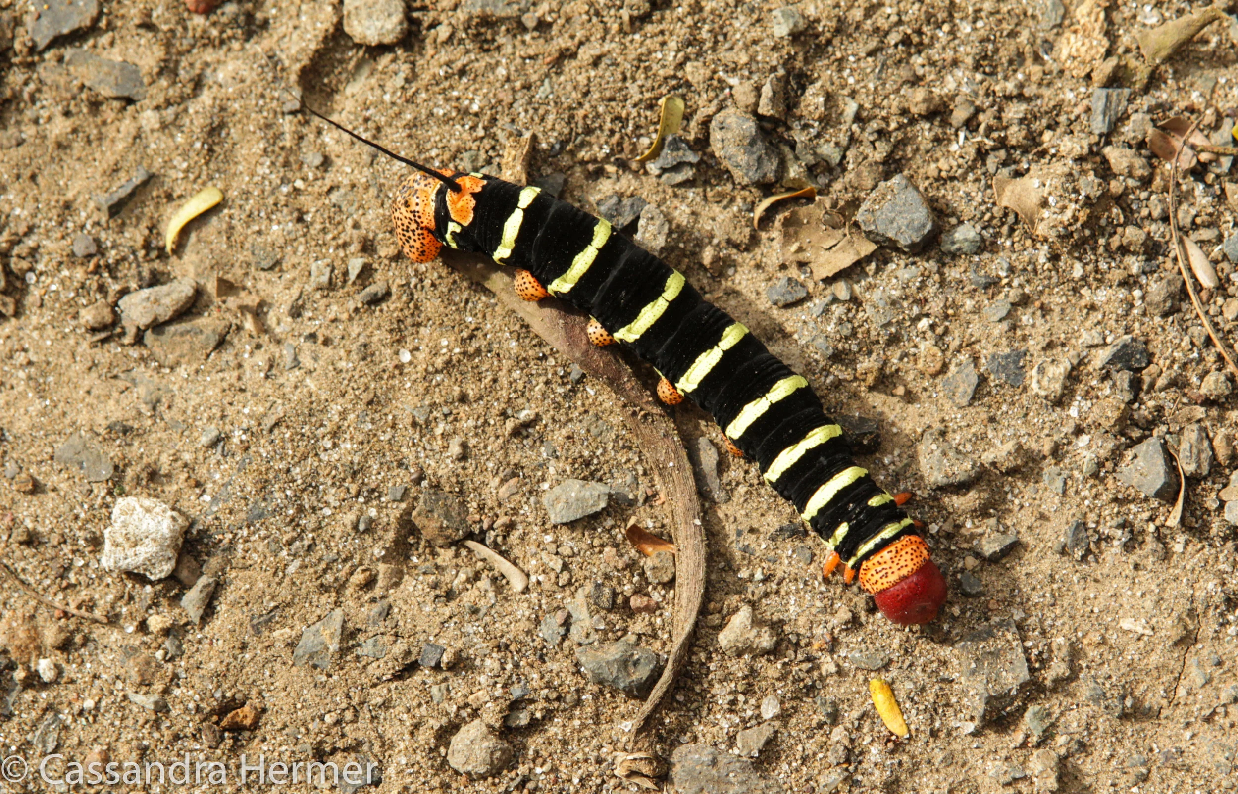  The colors caught my eye on this caterpillar. Canada 