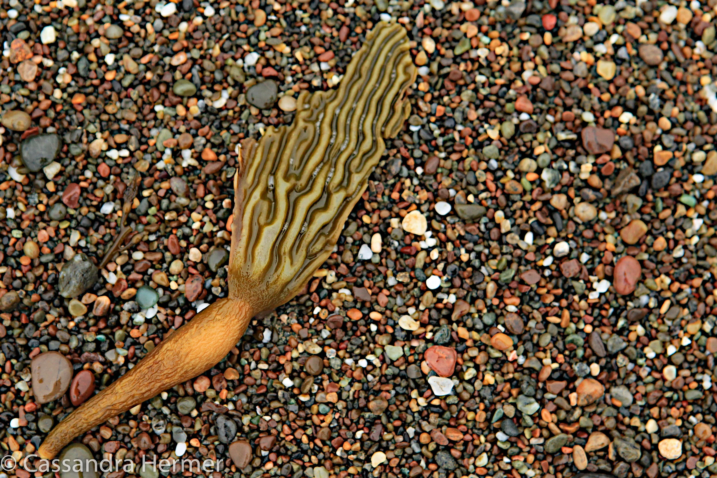  Seaweed and rocks. Cambria, California 