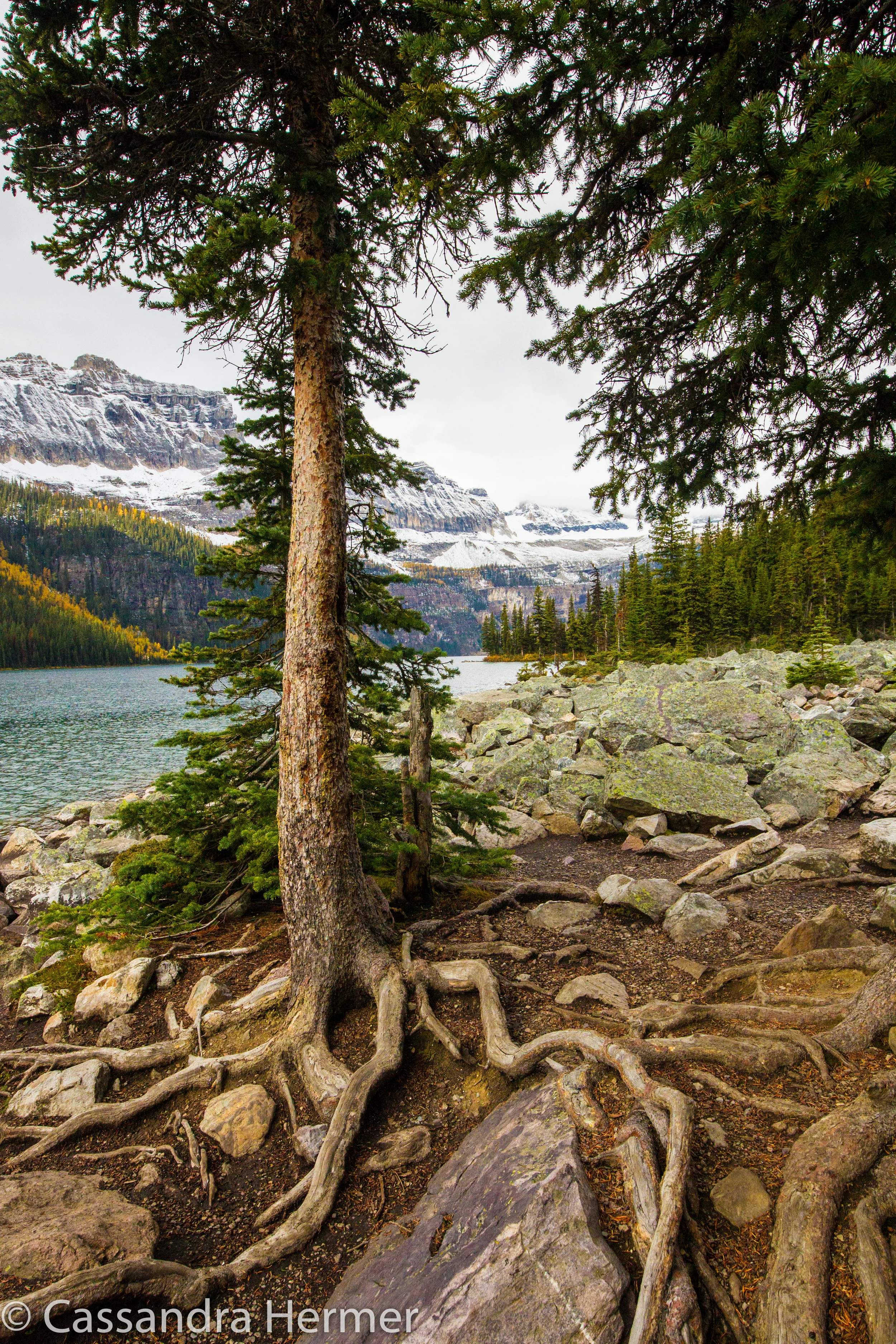  Roots on trees. Canada 