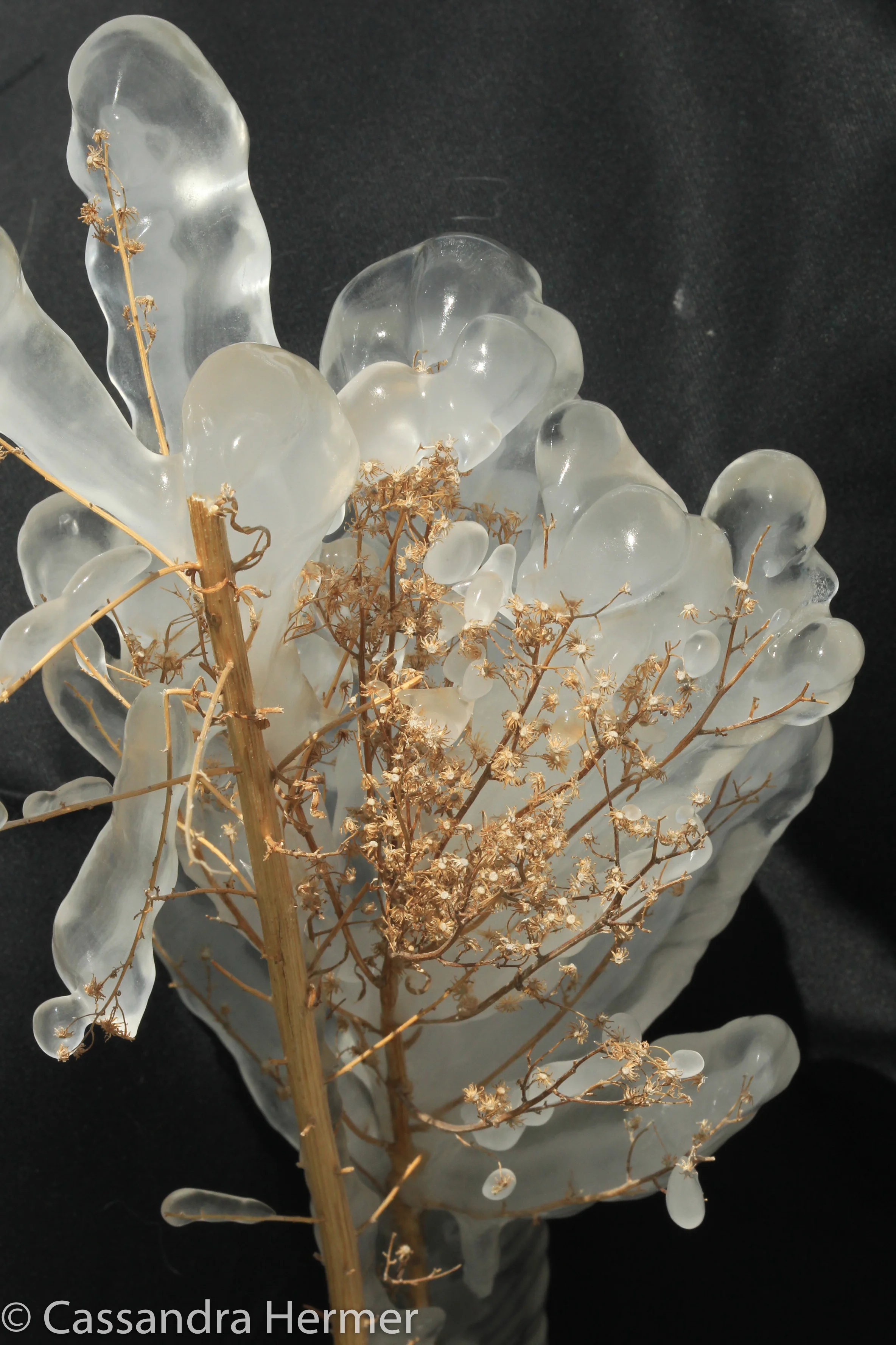  A weed frozen in ice. Boulder, Utah. 