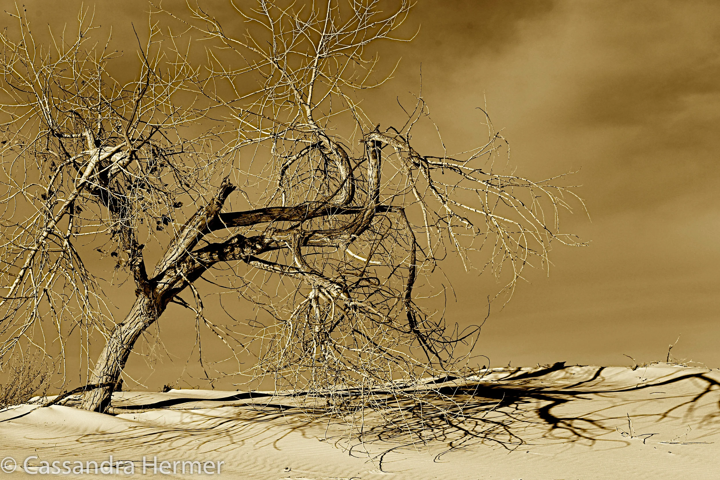  Back to the beauty of dead trees, &nbsp;White Sands National Monument, New Mexico 