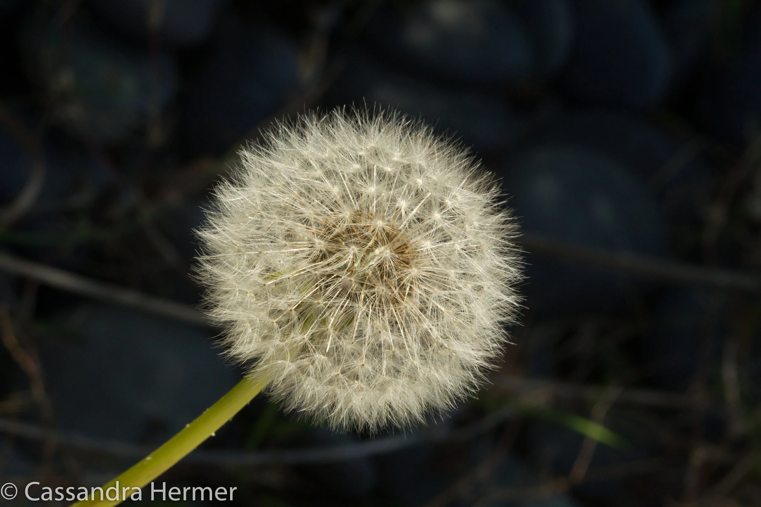  A dandelion waiting to be blown in the wind. 