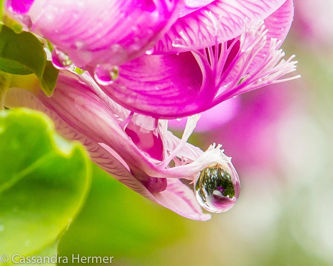  Look closely in this raindrop and see the reflection. 