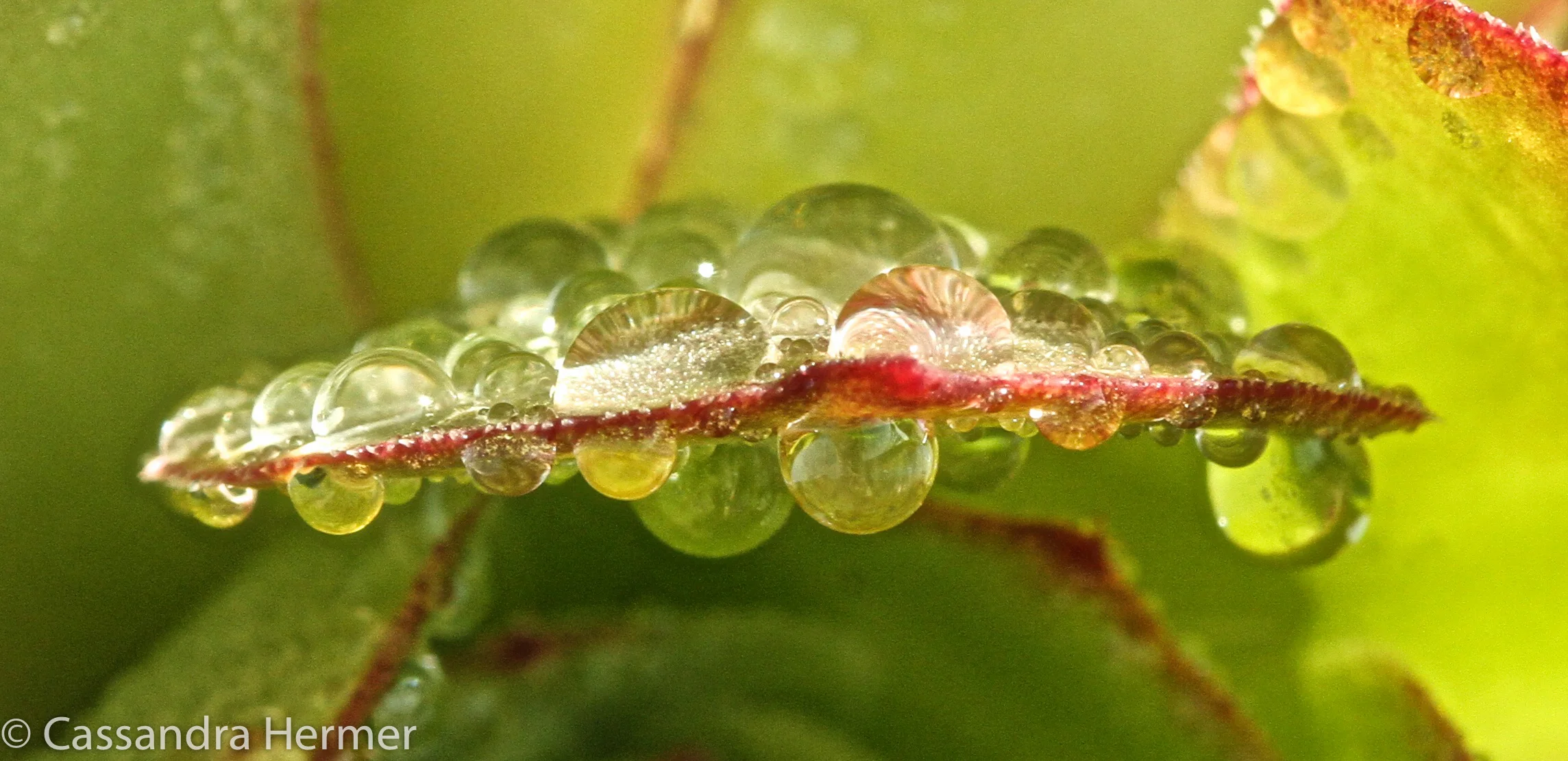  After a rain, I look for raindrops. 