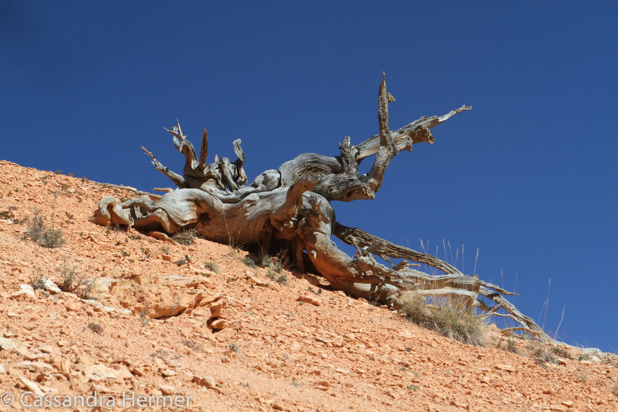  It maybe a dead tree, but it is still beautiful. 