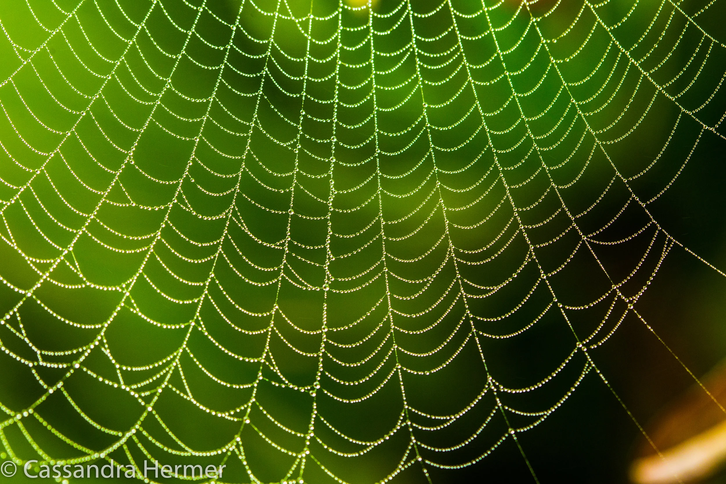  Raindrops and look what it does for a spider web. 