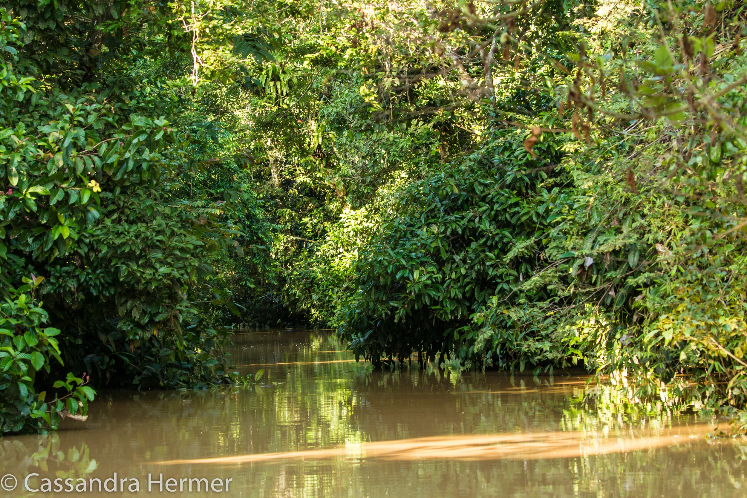 The thick rainforest on Danum River,Borneo. 
