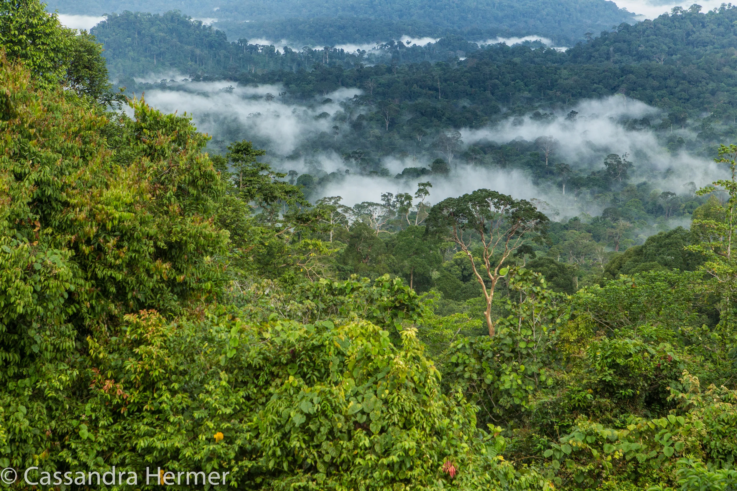  Mist in the Danum Valley,&nbsp;Borneo Rainforest early am 