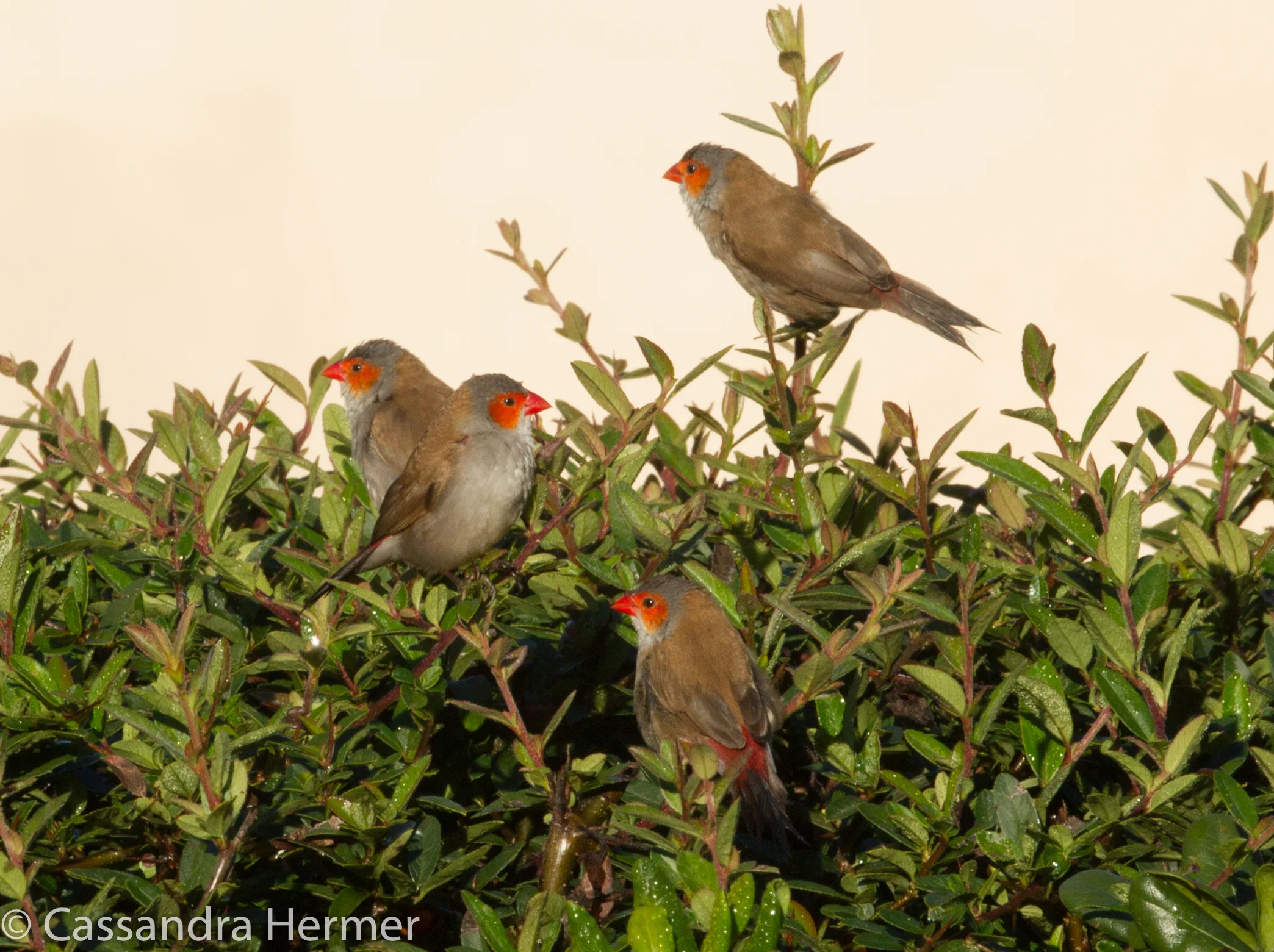  Common Waxbill, Central Park 