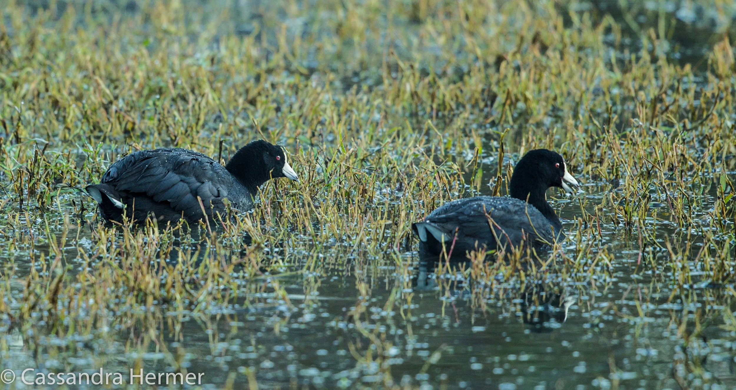  American Coots, Central Park 