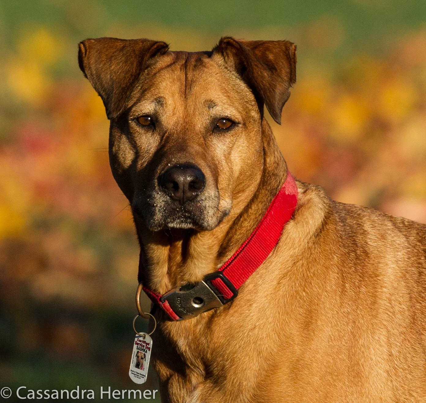 Sashka, a service dog I saw in Central Park. 