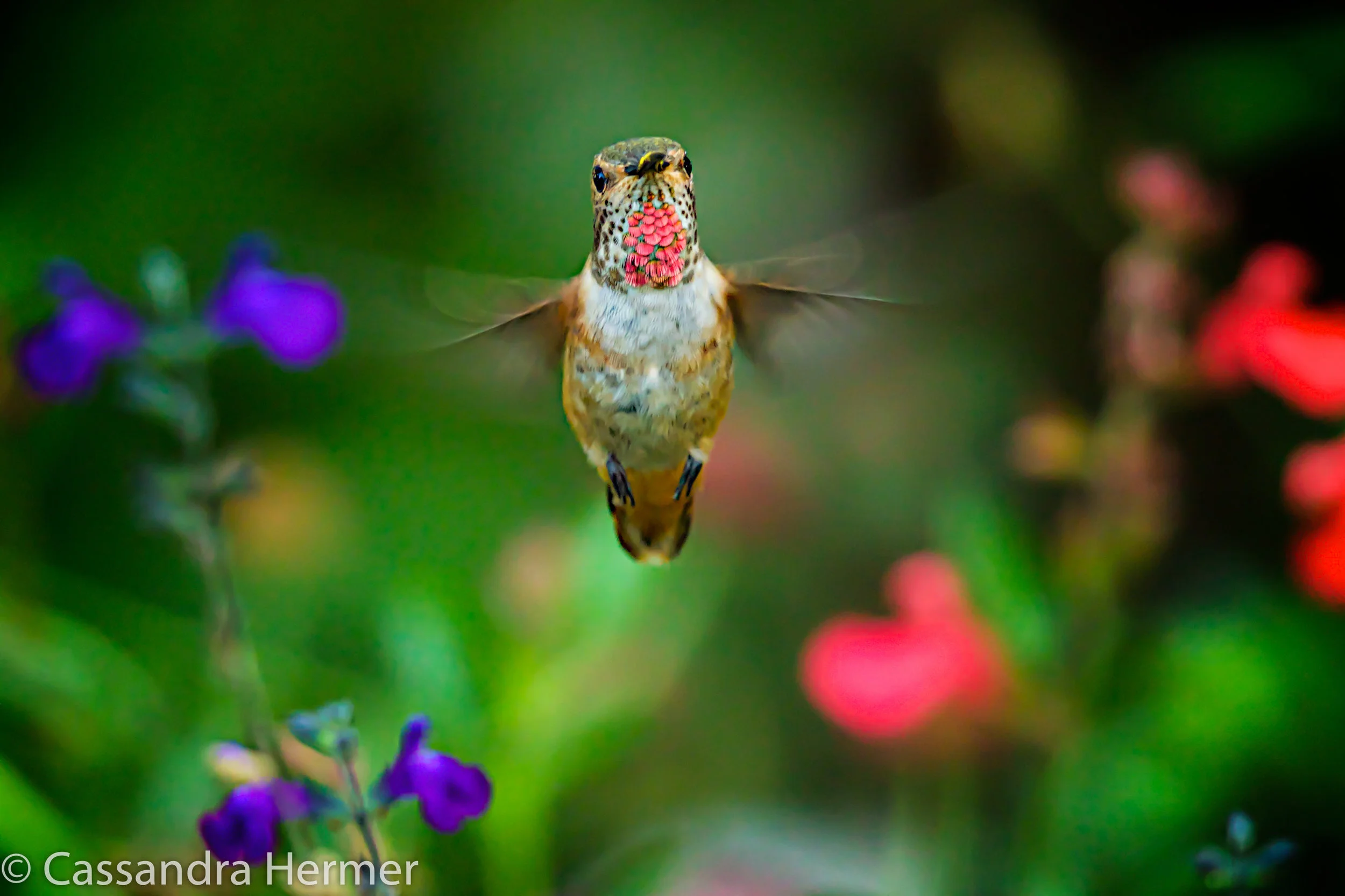  Allens' Hummingbird, Central Park 