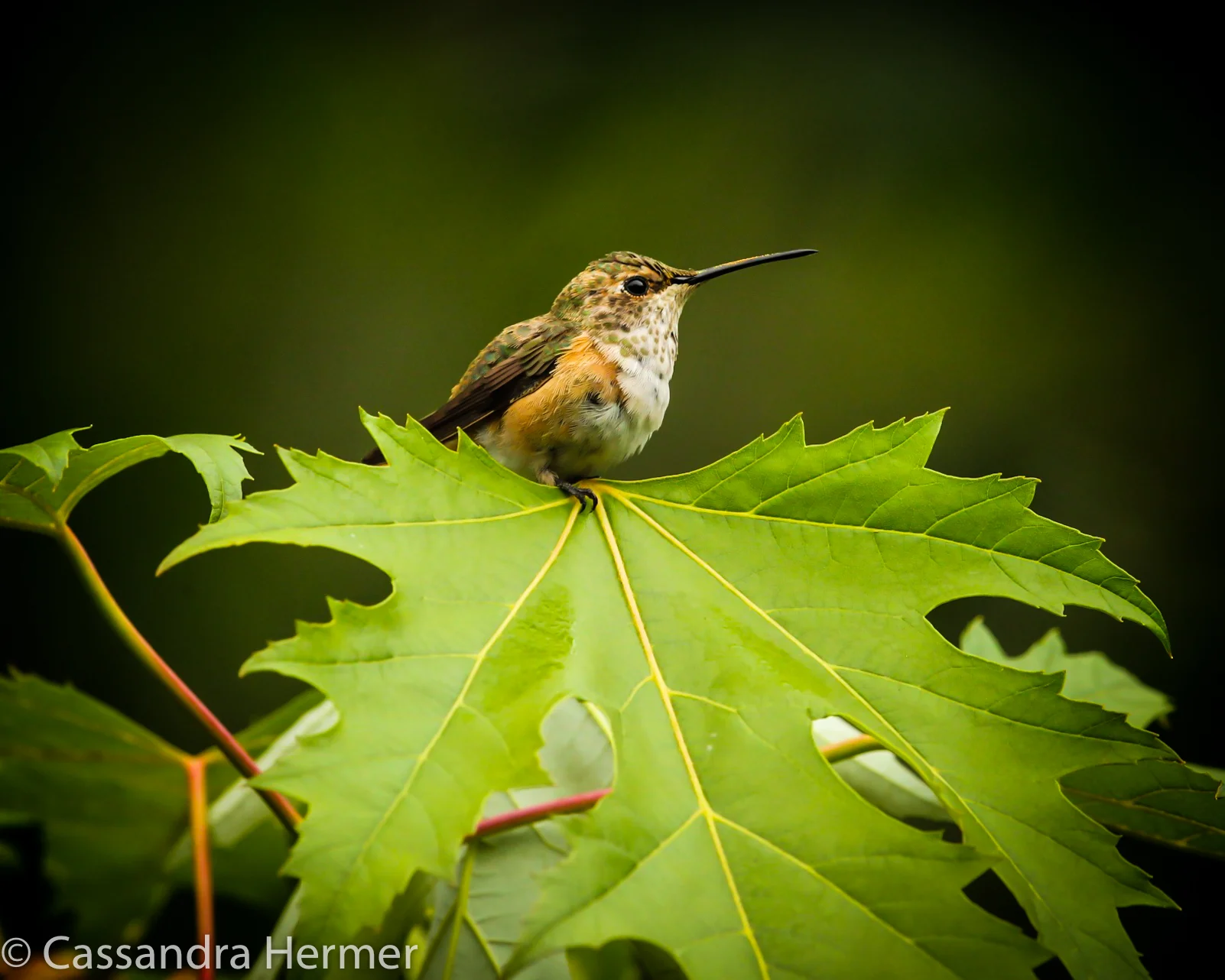  Allen's Hummingbird, Central Park 