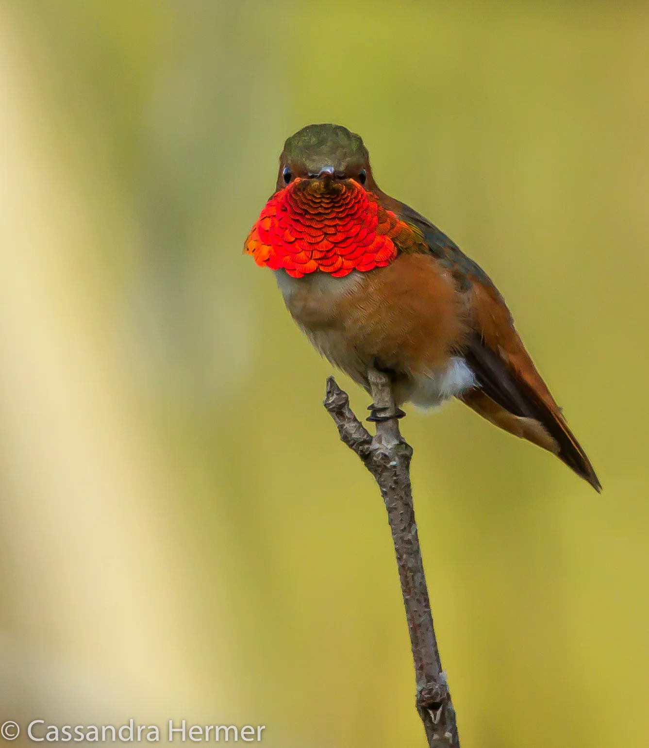  Allen's Hummingbird, Central Park 