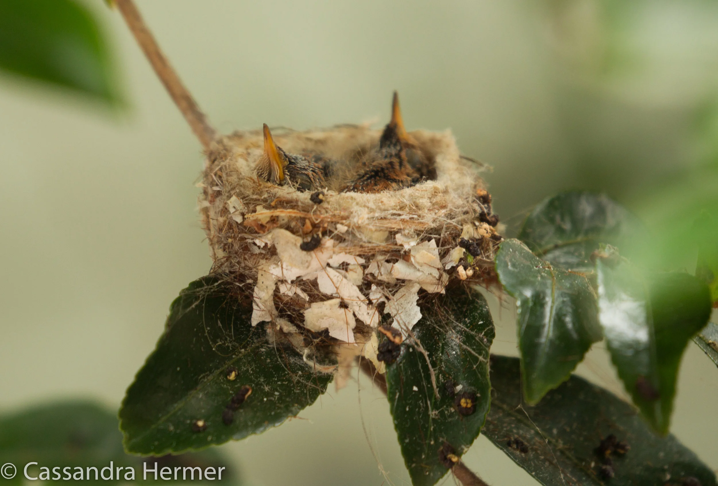  Baby Hummingbirds ( never saw the parents, so not sure what type they are,) Newport Beach, Ca. 