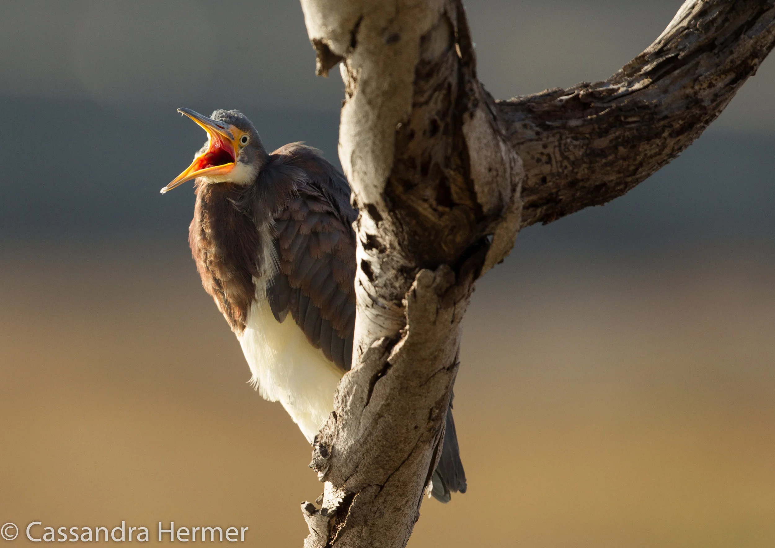  Tricolored Heron, a rare sight in Bolsa Chica. 