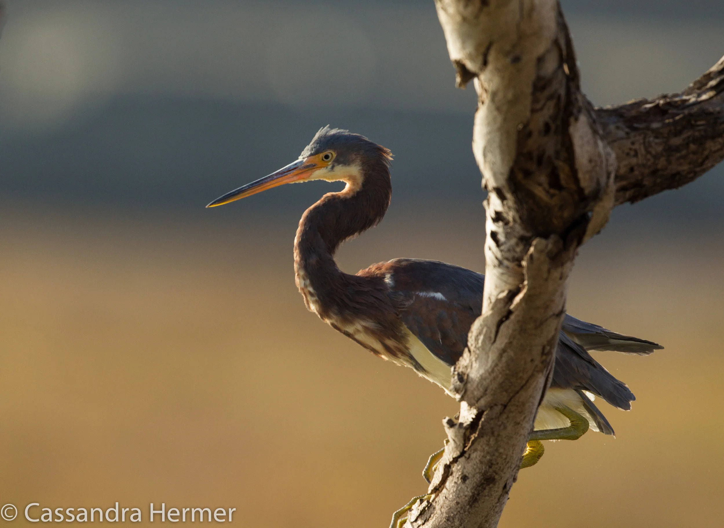  Tricolored Heron, Bolsa Chica 