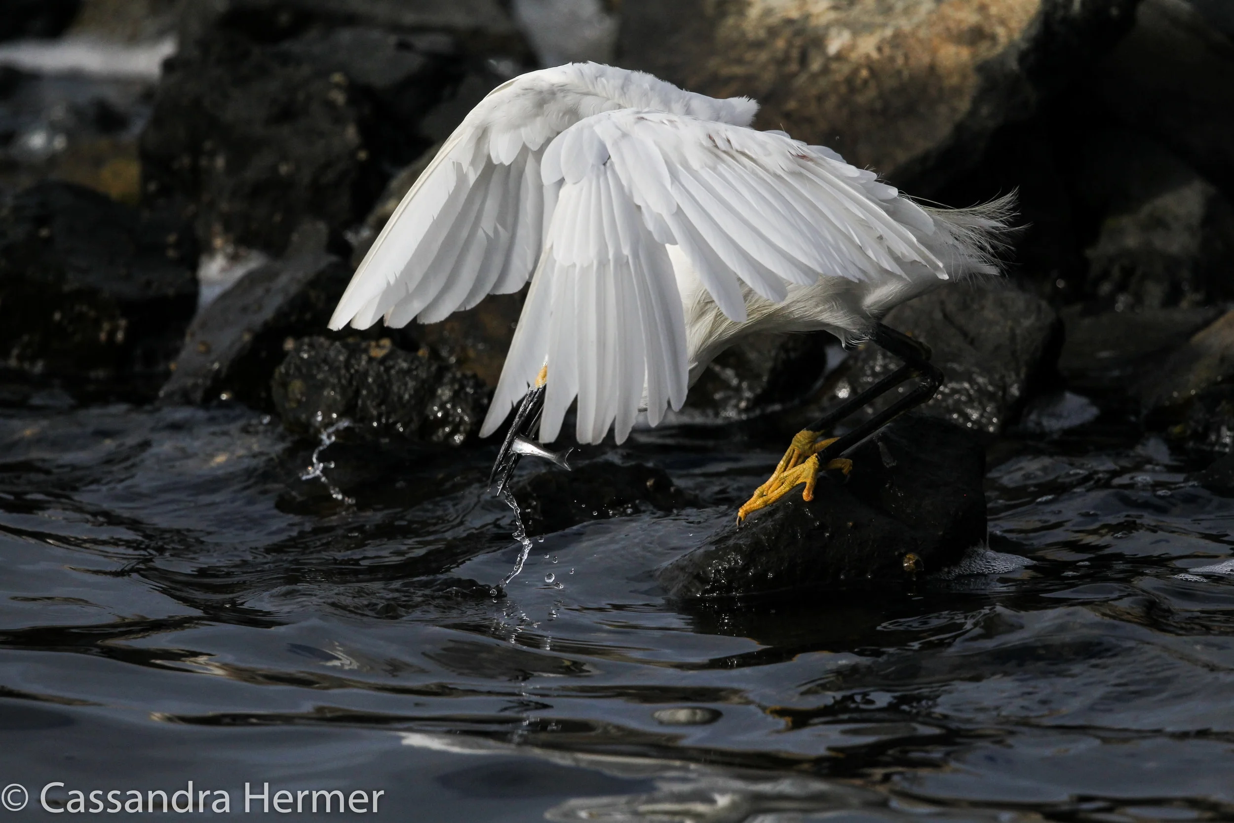  Snowy Egret with a fish, Bolsa Chica 