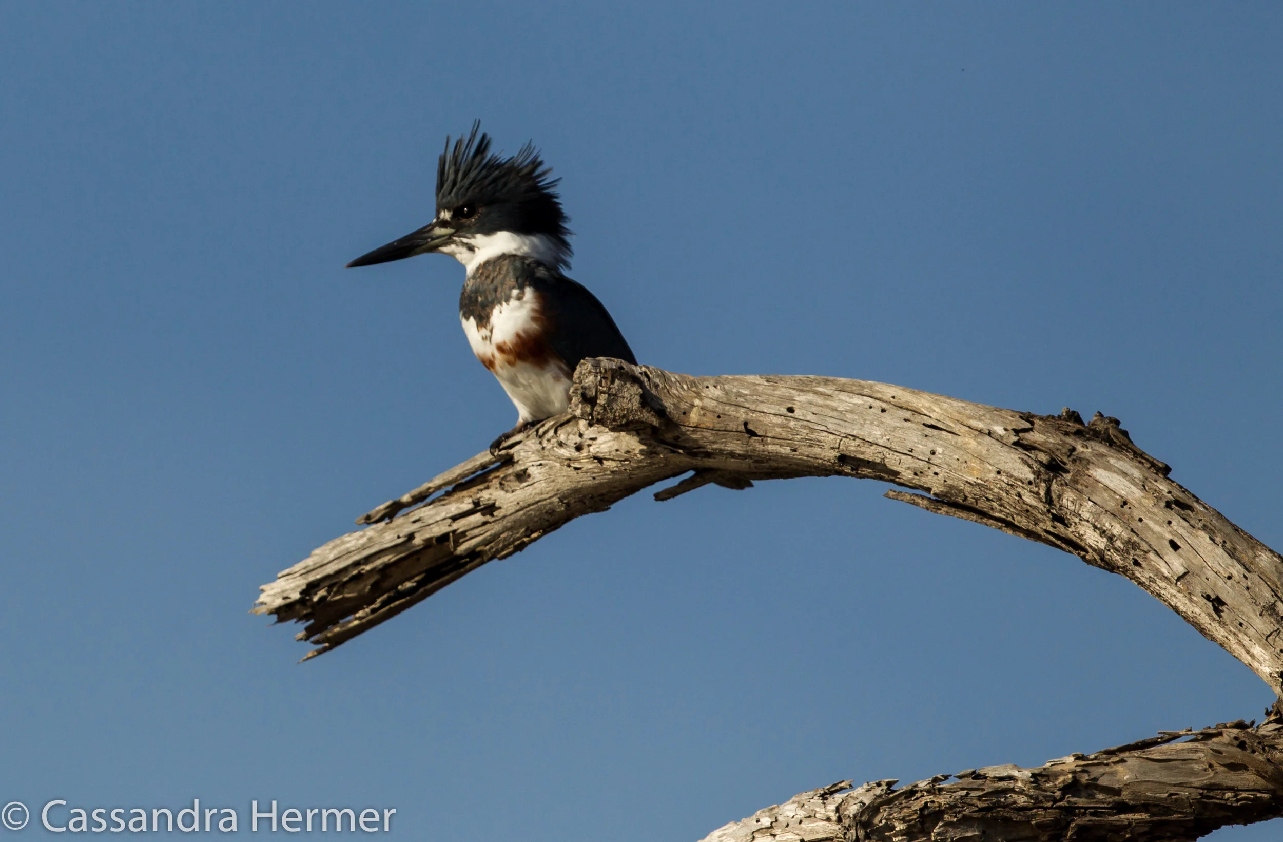  Belted Kingfisher (f), Bolsa Chica. 