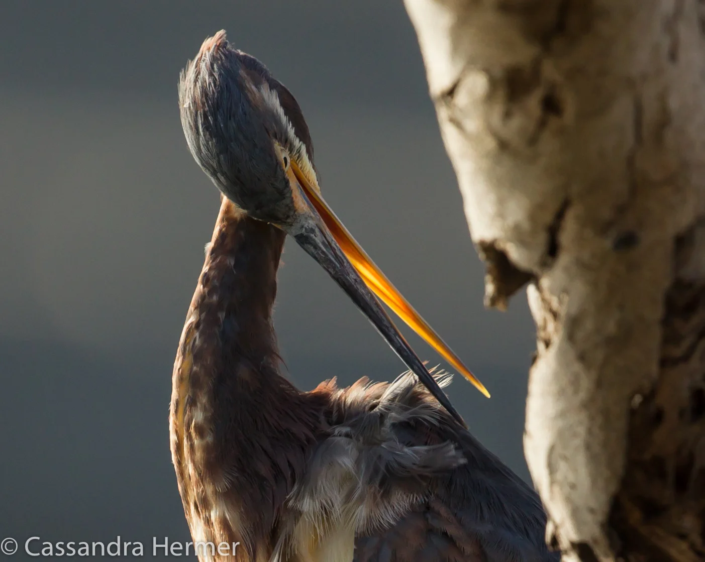  Tricolored Heron, Bolsa Chica. 