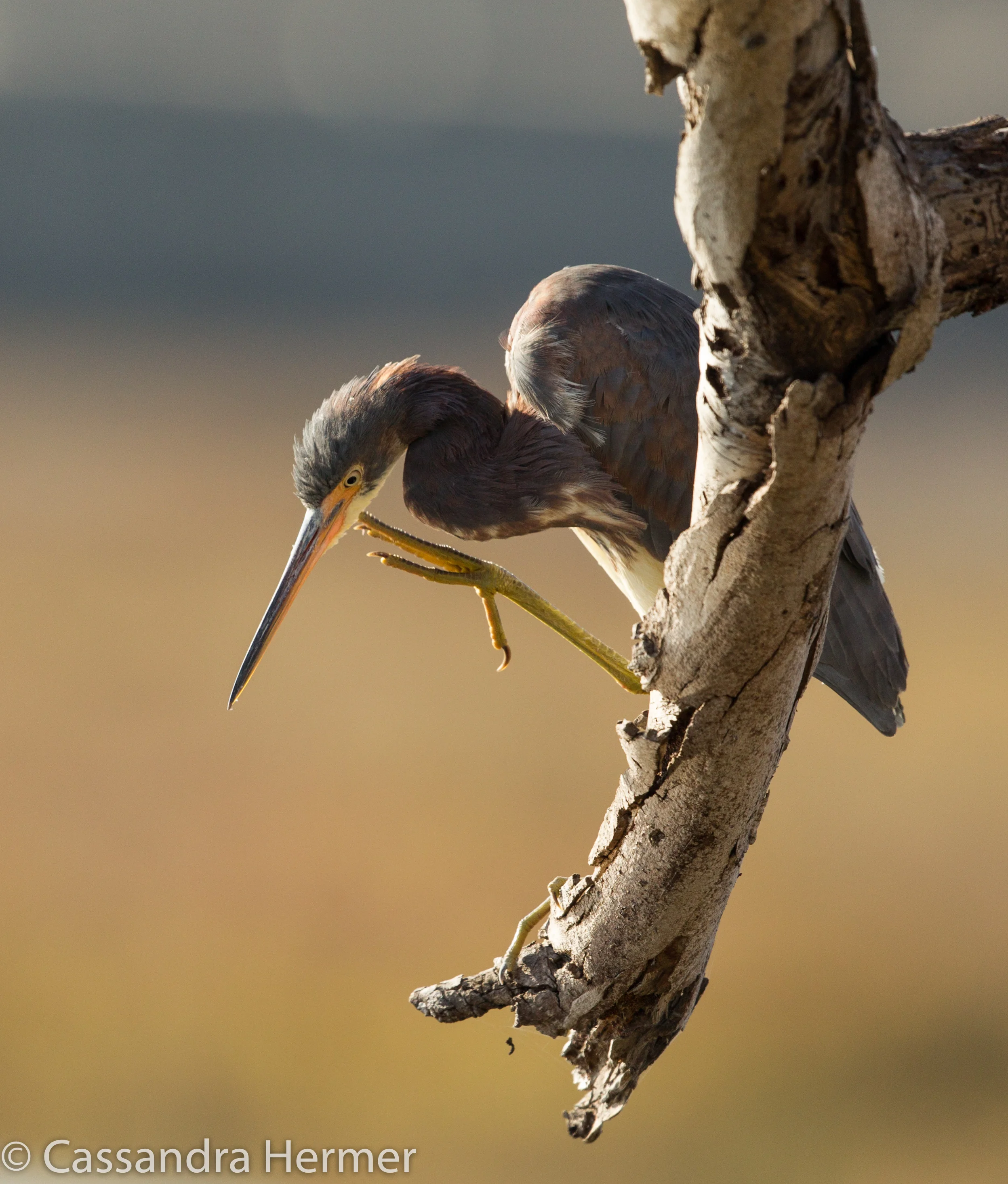  Tricolored Heron, Bolsa Chica. 