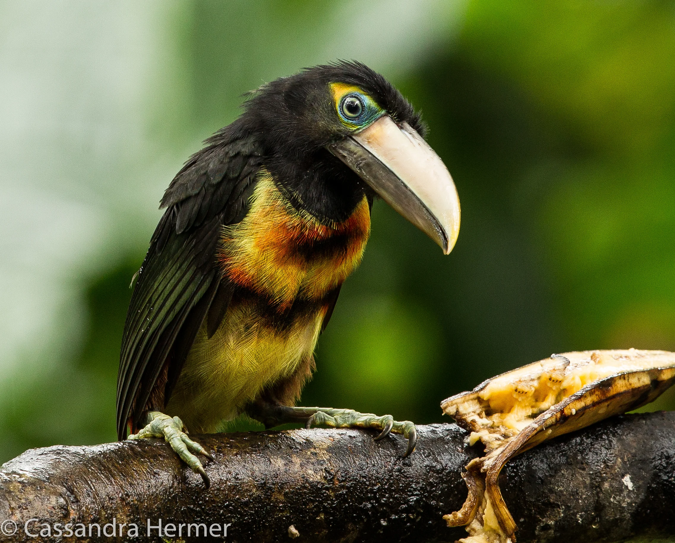  Pale-mandibled Aracari 