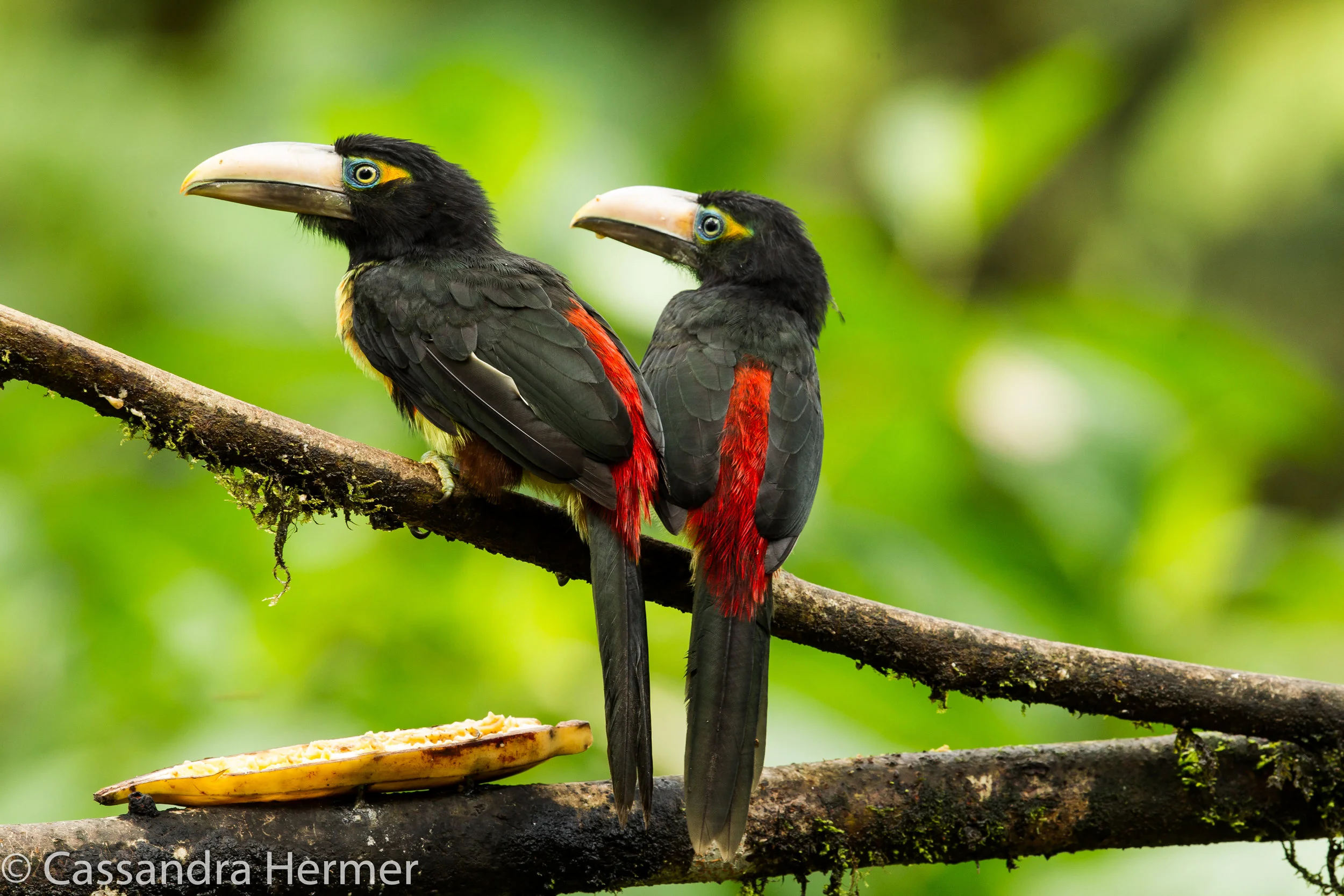  Pale-mandibled Aracari 