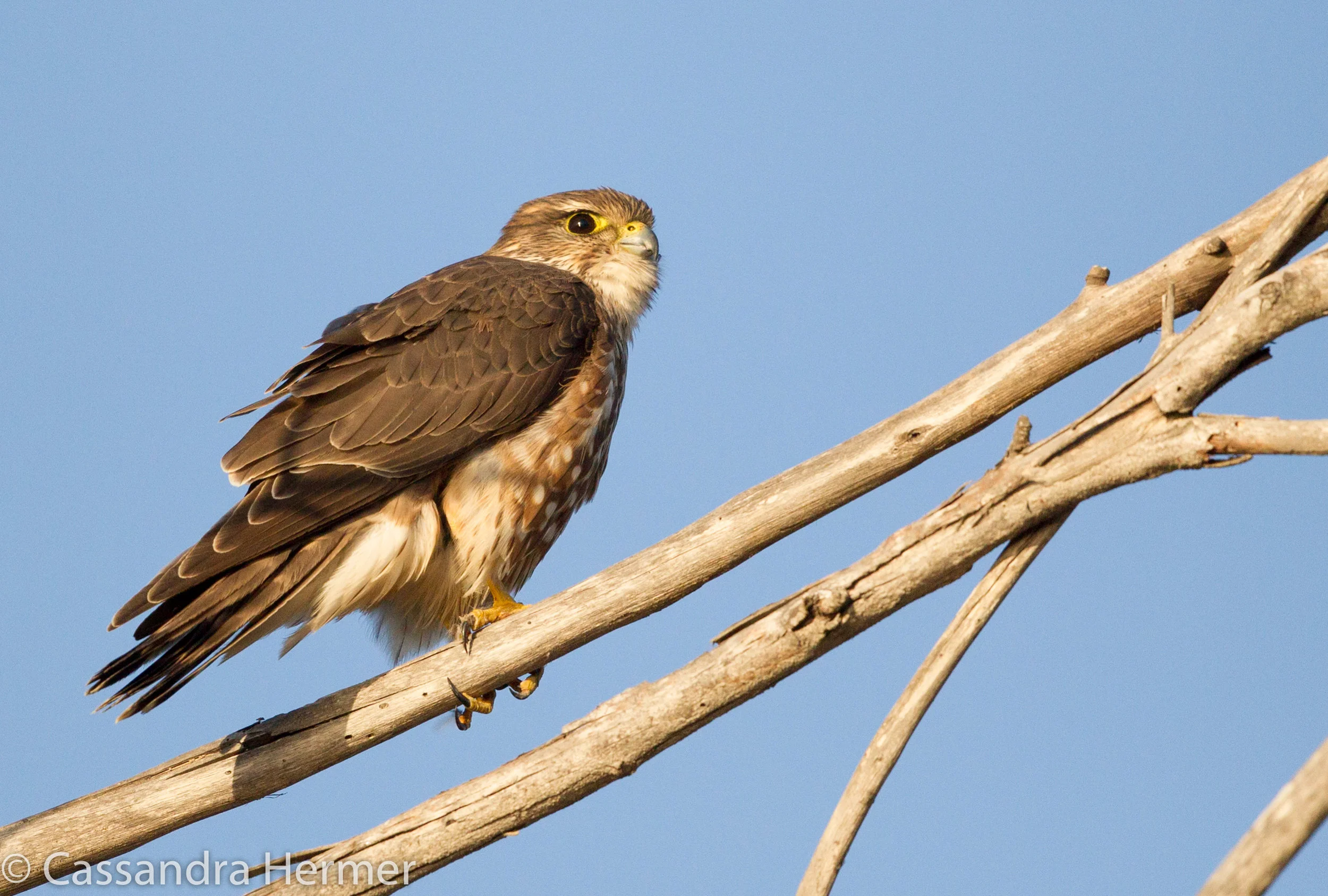  Merlin, Bolsa Chica 