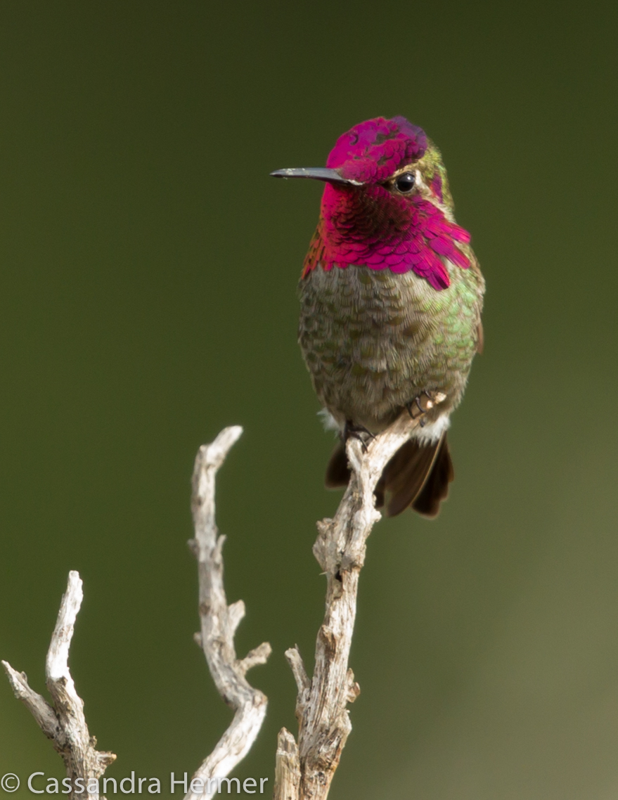  Anna's Hummingbird, Bolsa Chica 