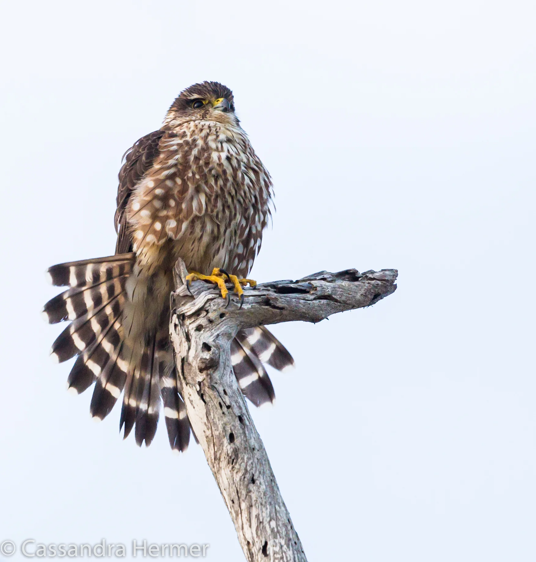  Merlin, Bolsa &nbsp;Chica 