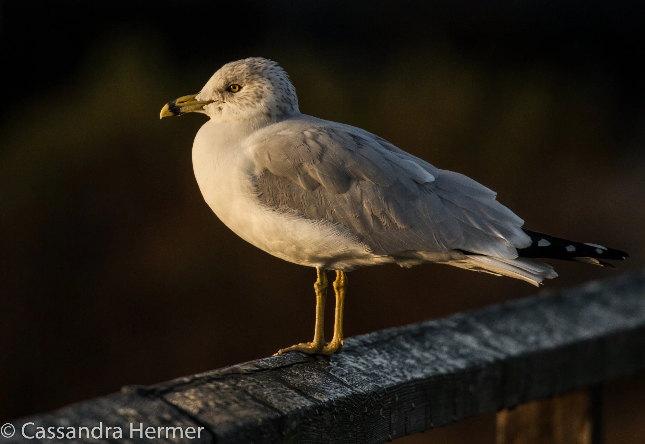  Ring-billed Gull, Bolsa Chica 