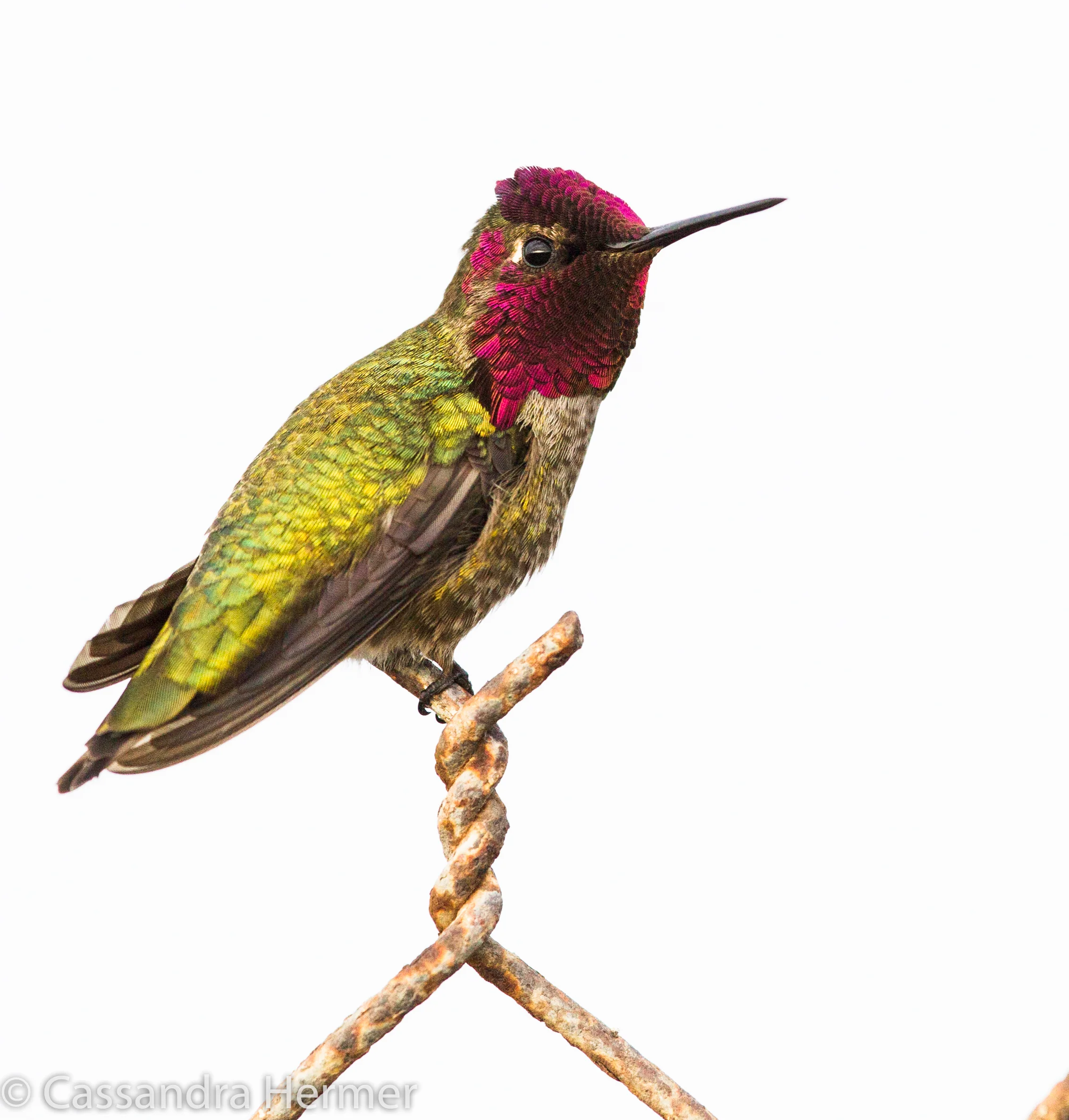  Anna's Hummingbird, Bolsa Chica 