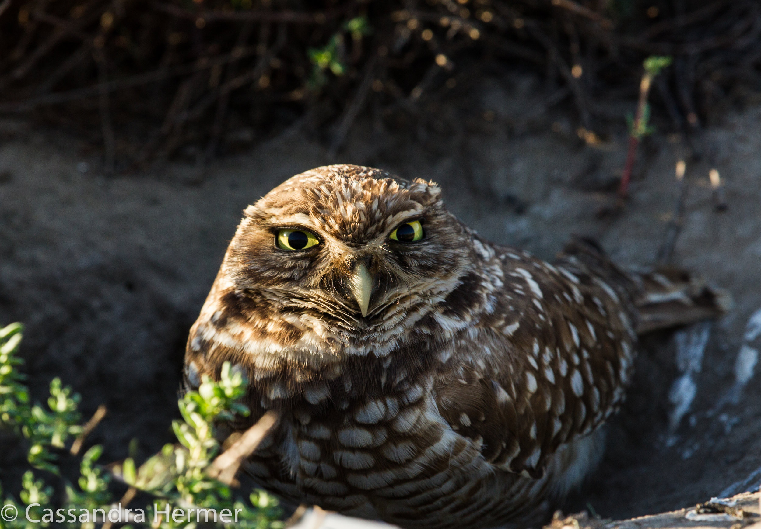  Burrowing Owl, adult, Lenght 91/2". A ground dweller. Bolsa Chica 