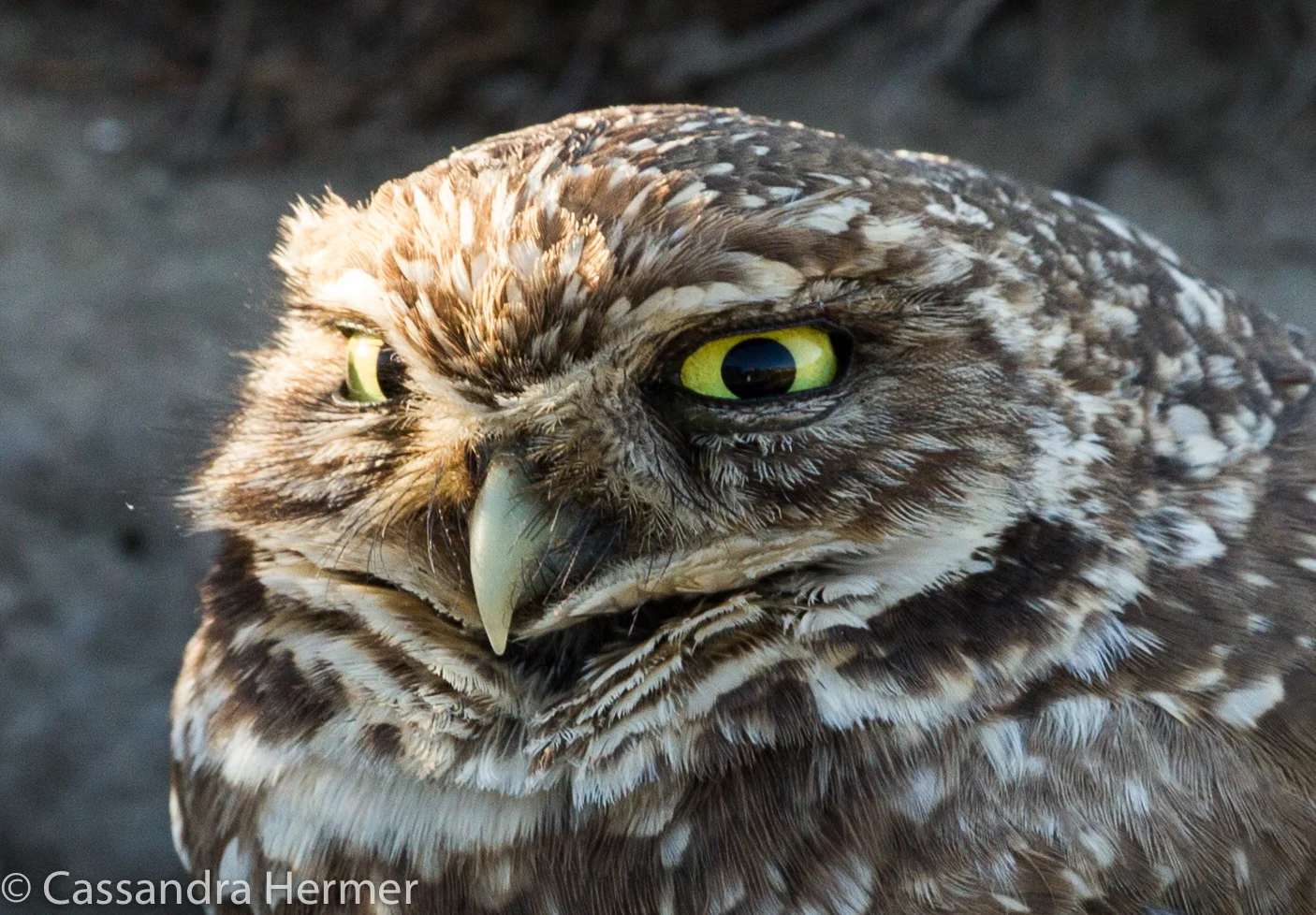  Burrowing Owl, adult, L.91/2". A ground dweller. Bolsa Chica 