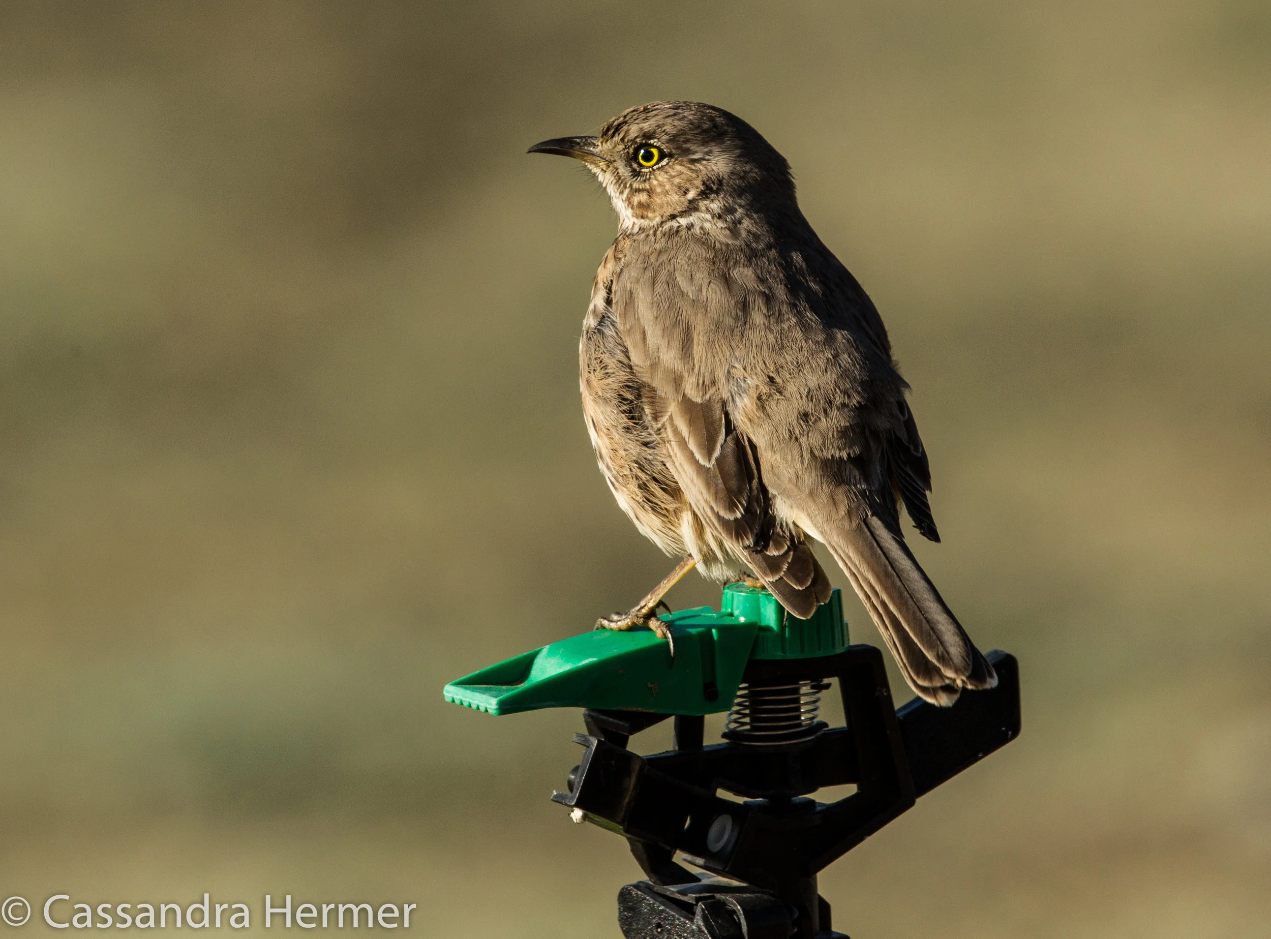  Sage Thrasher, rare in the Pacific Coast. 