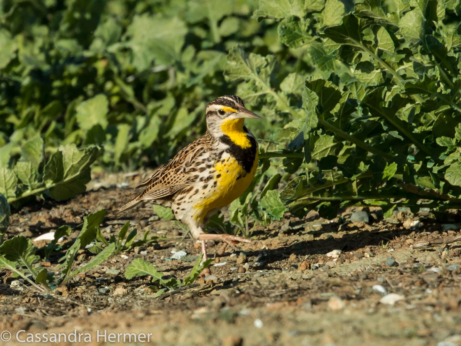 Western Meadowlark, Bolsa Chica  