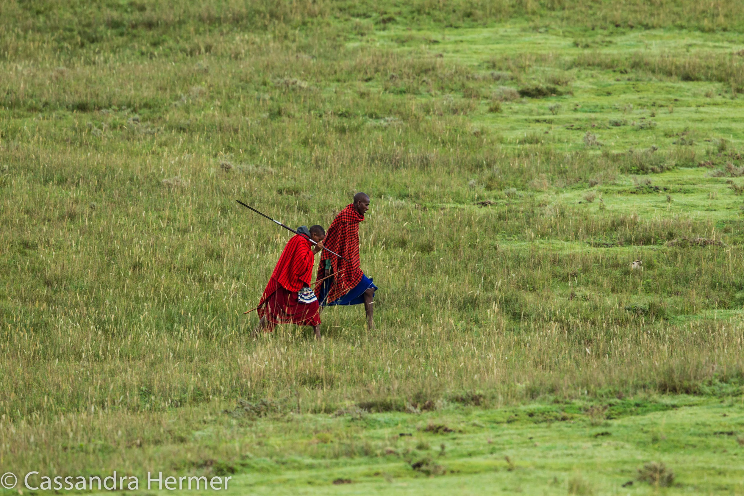  Within the Ngorongoro Crater, there are many Maasai villages. These two warriors of the Maasi tribe were tending their cattle/goats. 