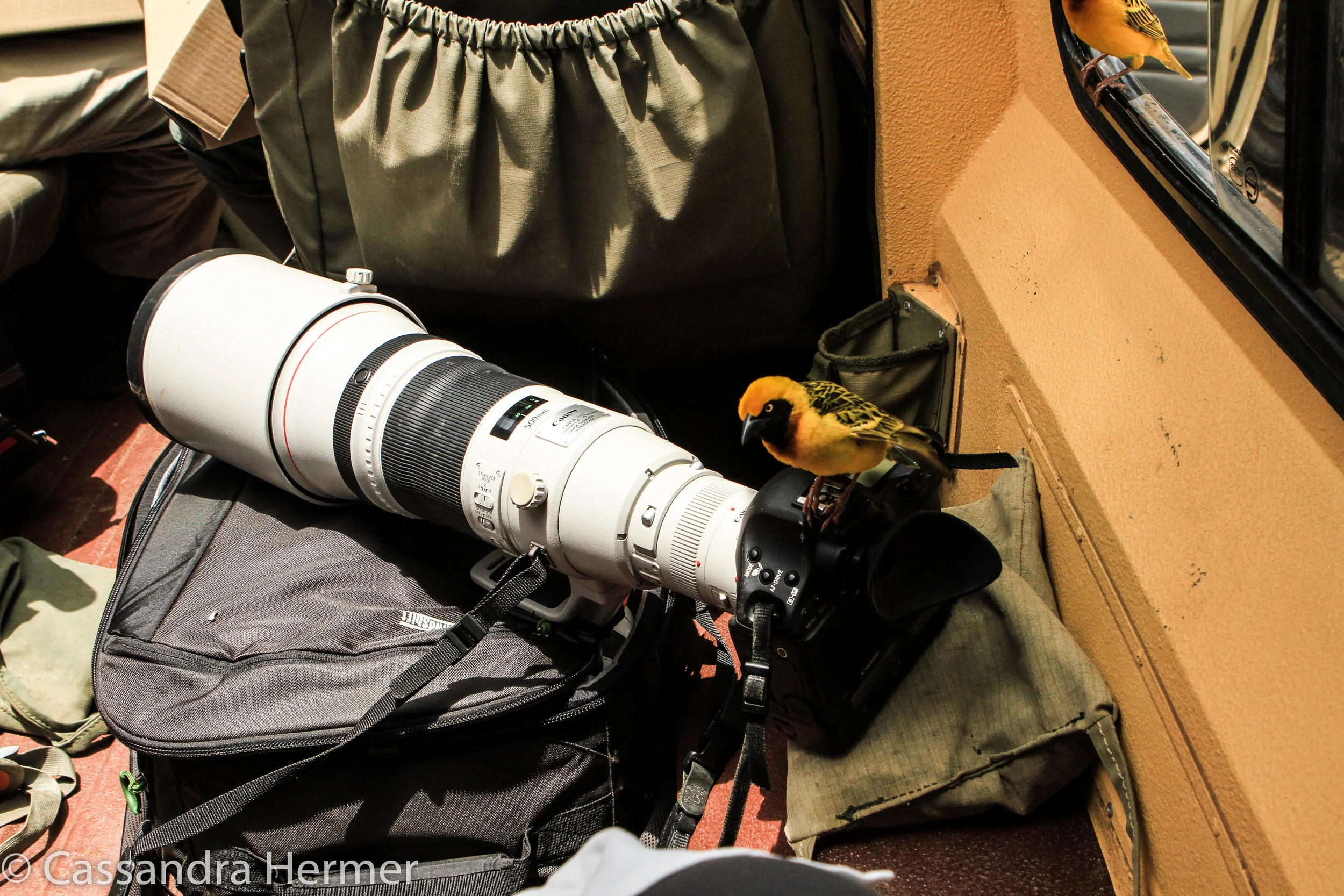  Got a little helping hand with this Speke's Weaver bird.He actually left his "calling card" on my camera equipment . 