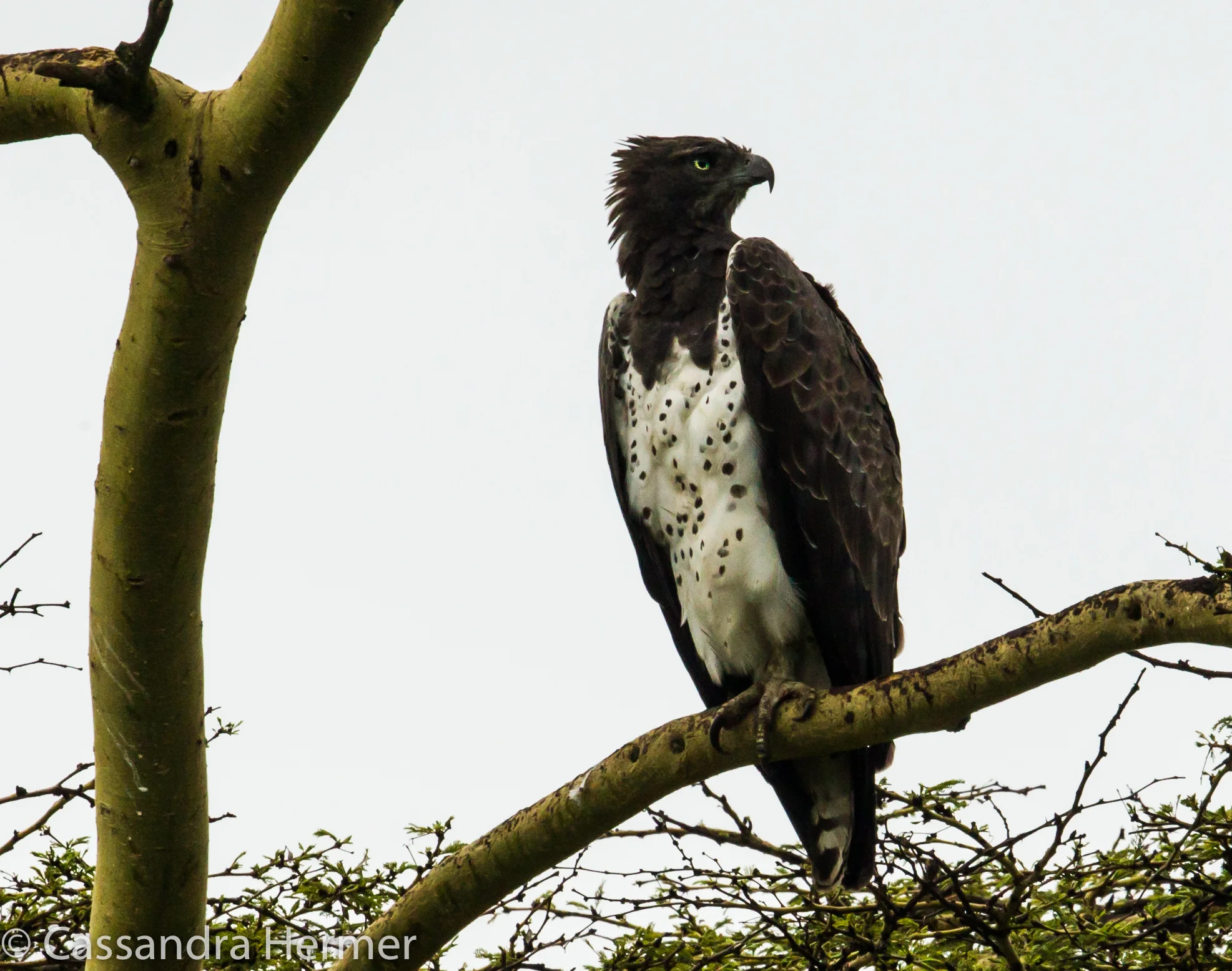  Martial Eagle, the largest eagle in Africa. 